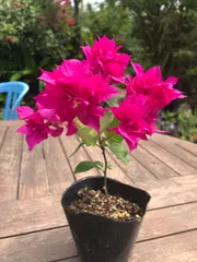 2026年最新】ブーゲンビレア苗木の人気アイテム - メルカリ