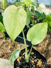 美株】モンステラ バルバソウBulbasaur 散り斑 中小株 - メルカリ