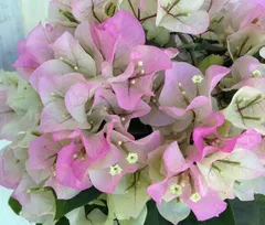 2026年最新】ブーゲンビレア苗木の人気アイテム - メルカリ