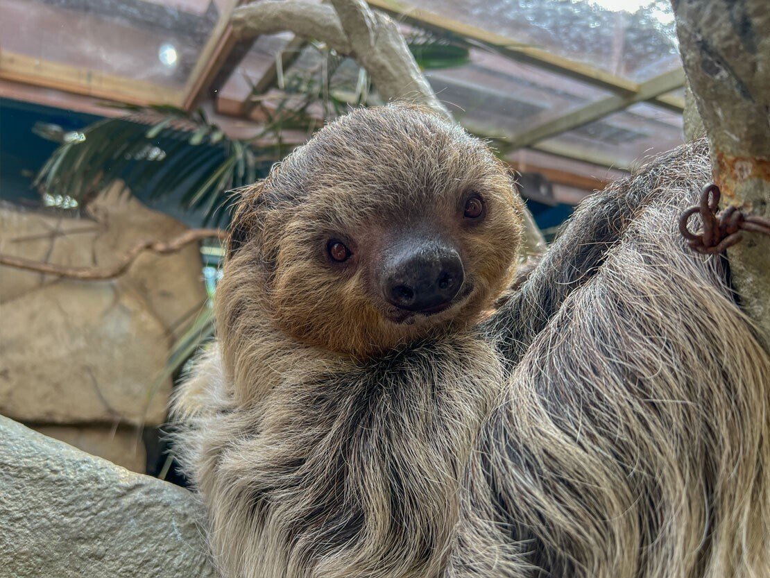 フタユビナマケモノのコロロ 成長記録！｜那須どうぶつ王国公式note