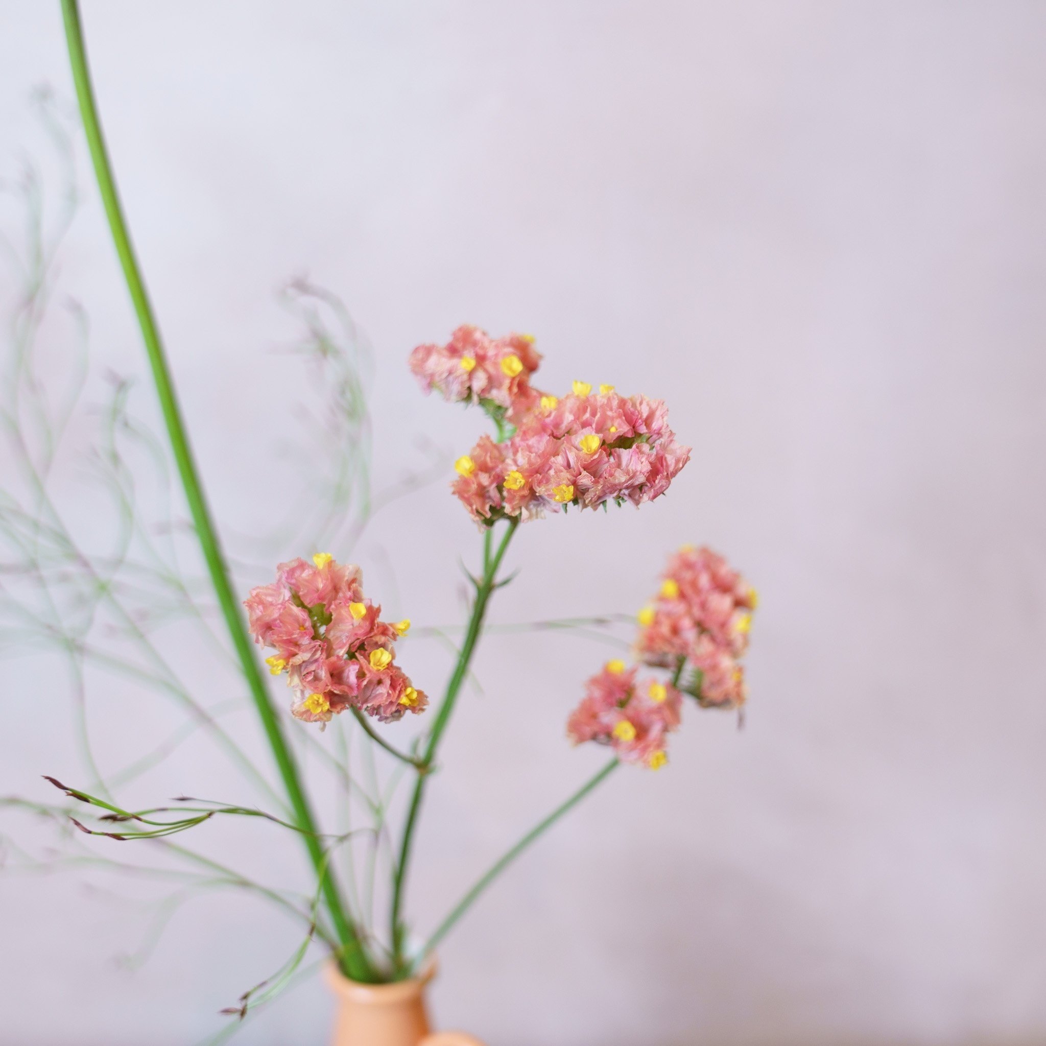 ドライフラワーにしやすいお花の定期便』5月号｜greenpiece