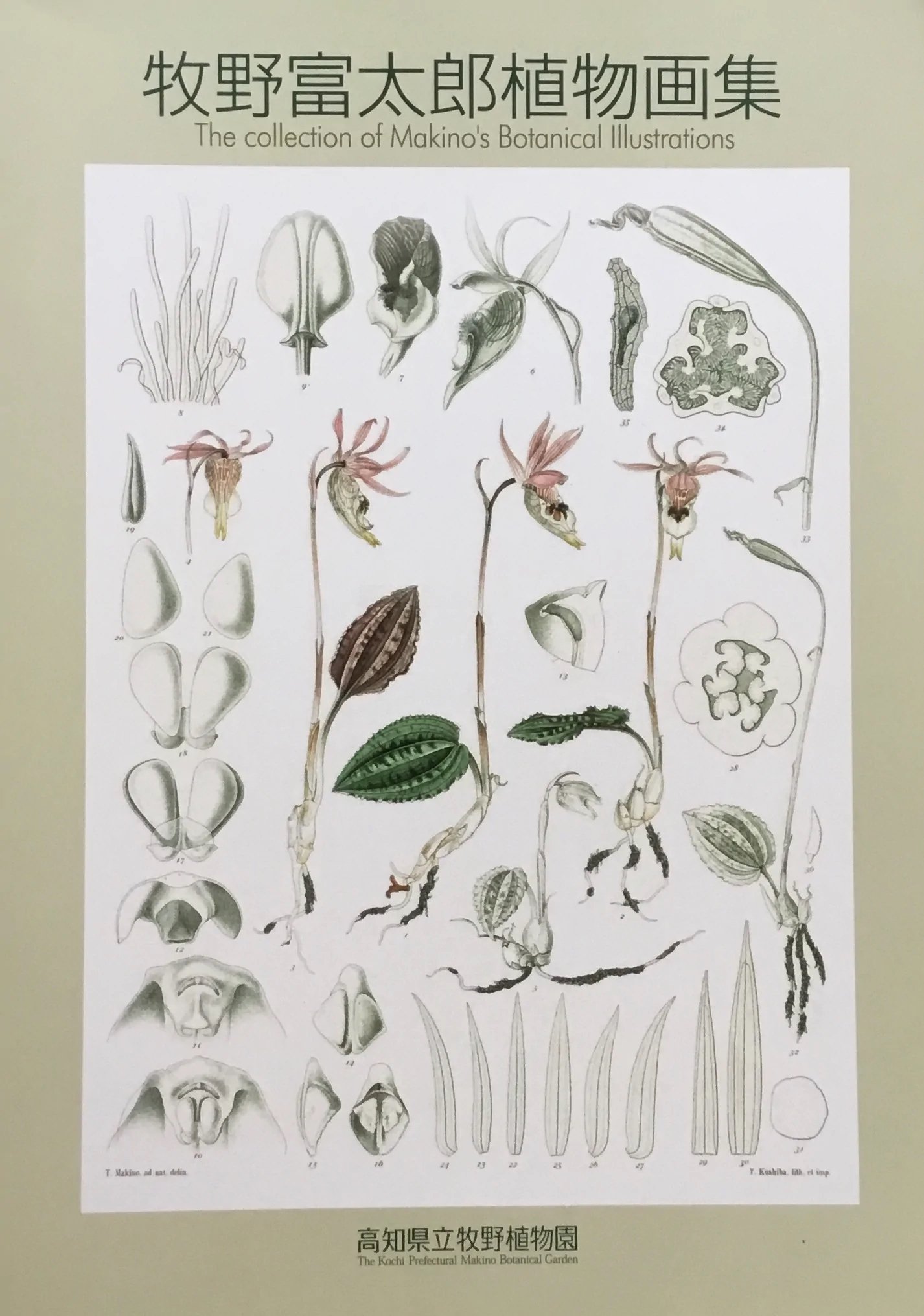 らんまん】のモデル『牧野富太郎』が描いた植物画と、息子が描いた植物