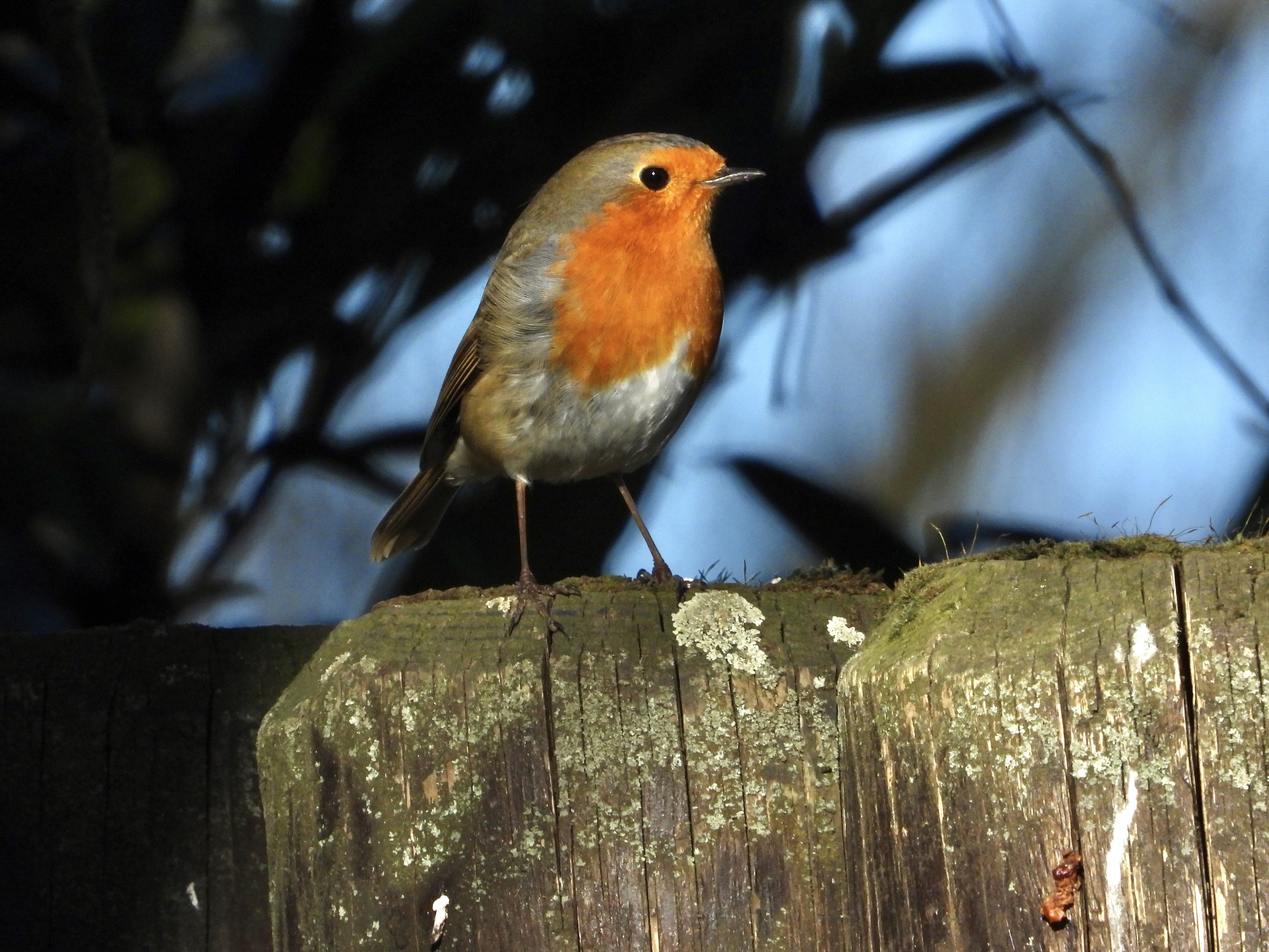 ドイツの野鳥:ヨーロッパコマドリ(ロビン)｜vogelaar_S