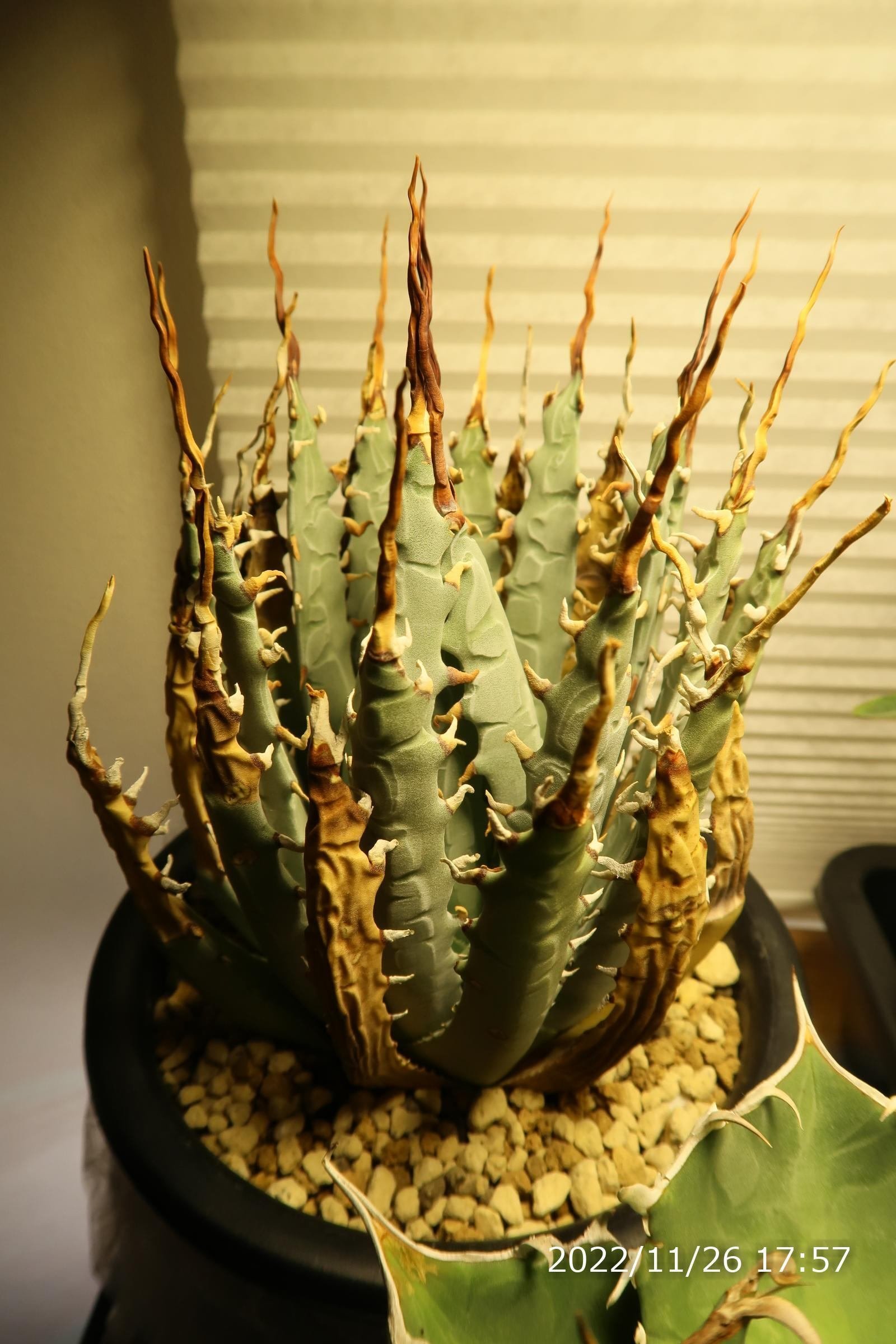 アガベ ユタエンシスエボリスピナの発根管理～成長記録｜植物星人NobPlants