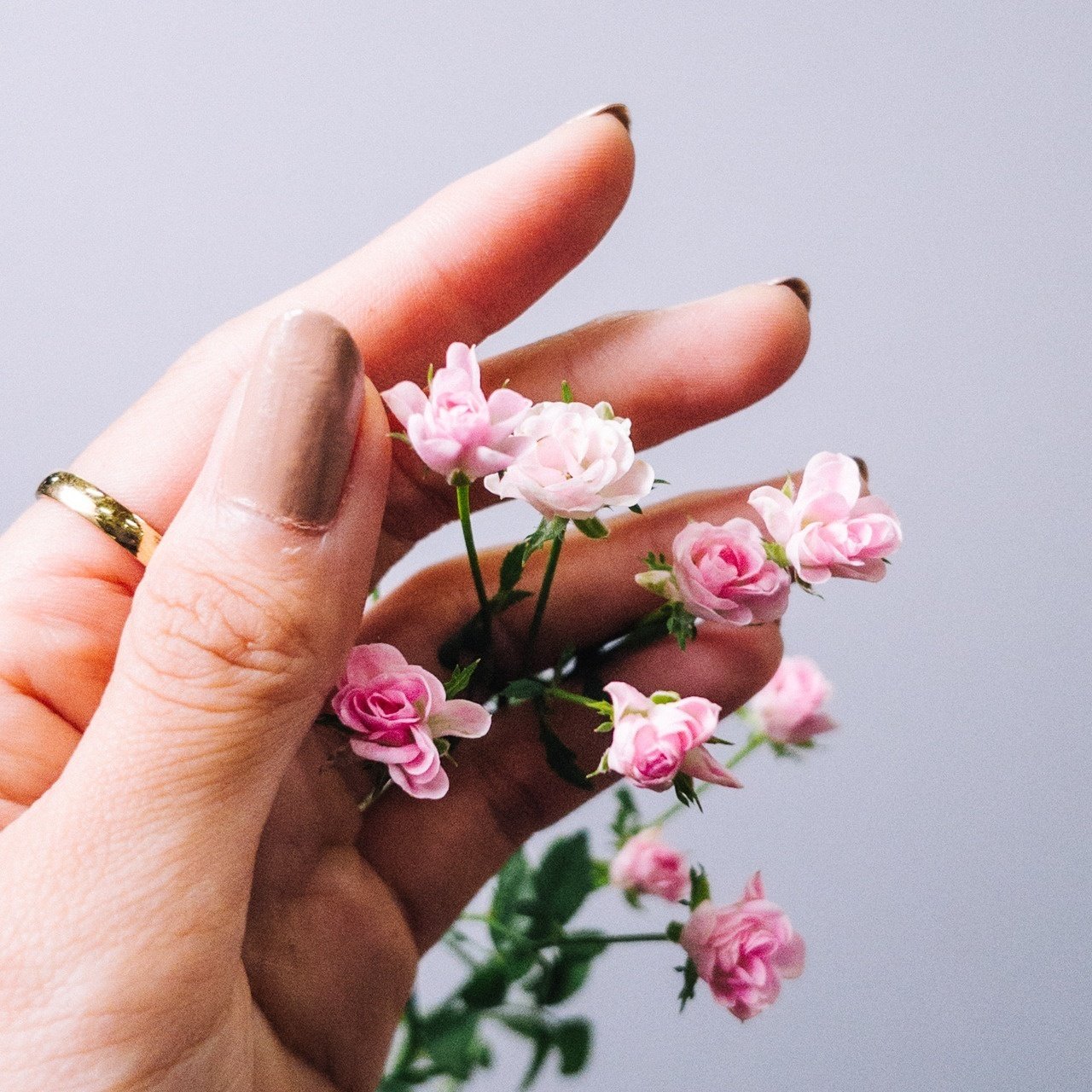 世界最小のバラ「リトルウッズ」｜FLOWER