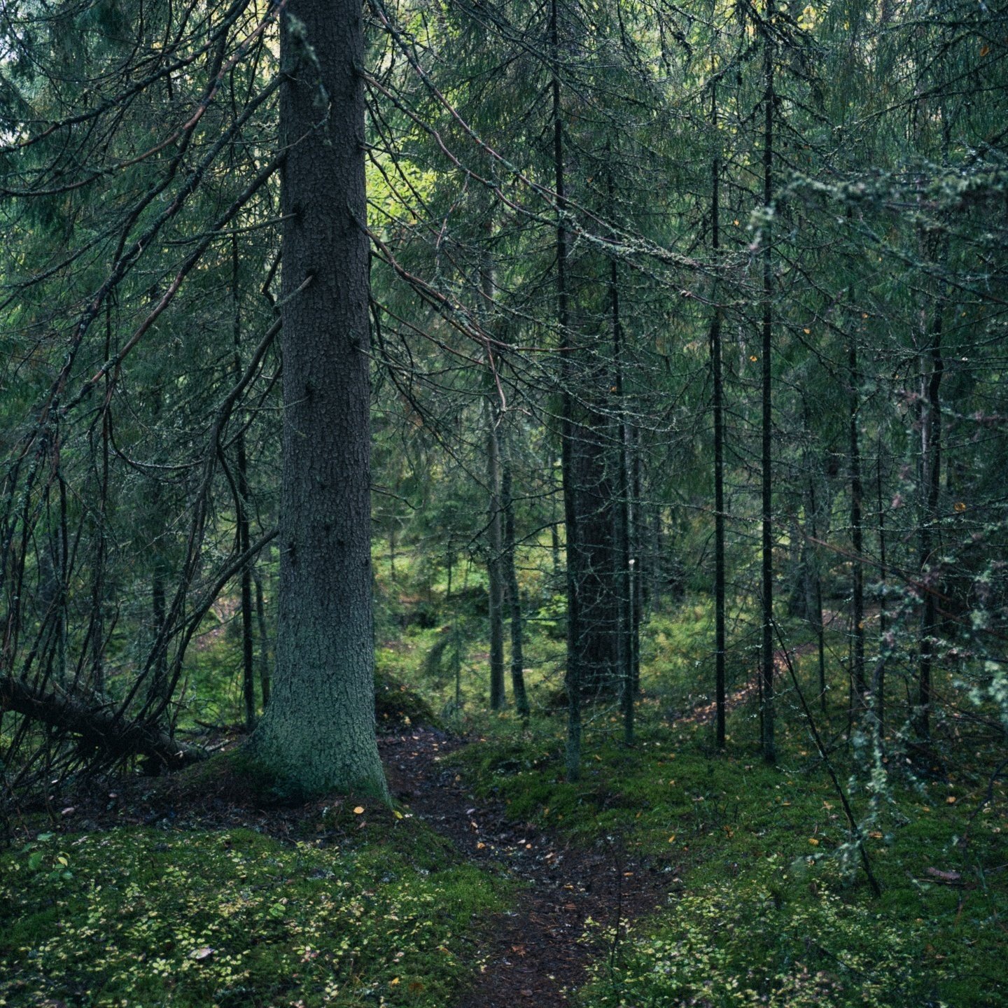 Design&Art｜デザインを探して 〈05. 神秘の森のその先へ〉｜LAPUAN