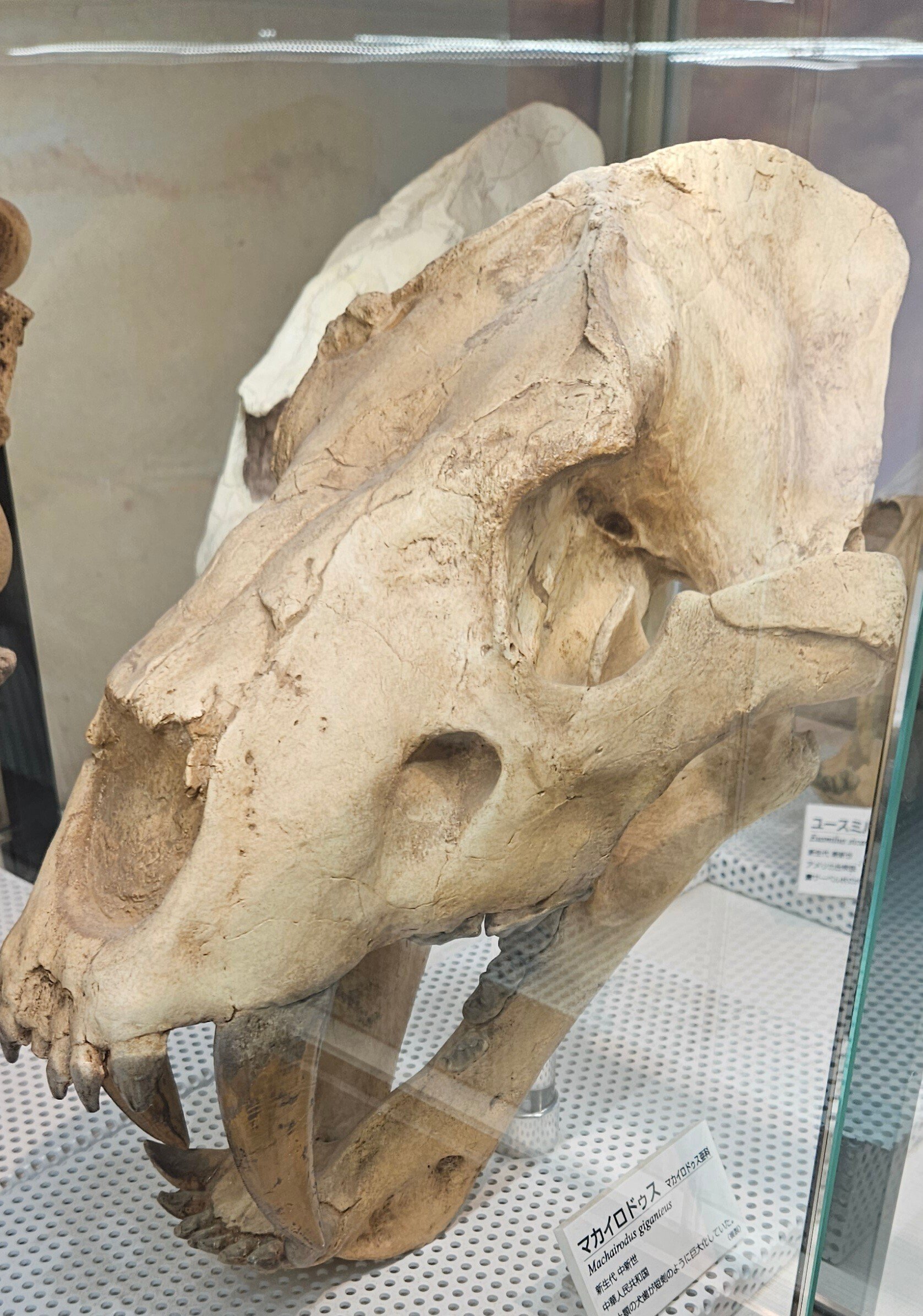 The Lost Universe 古代の巨大ネコ③巨大サーベルタイガー｜美原さつき