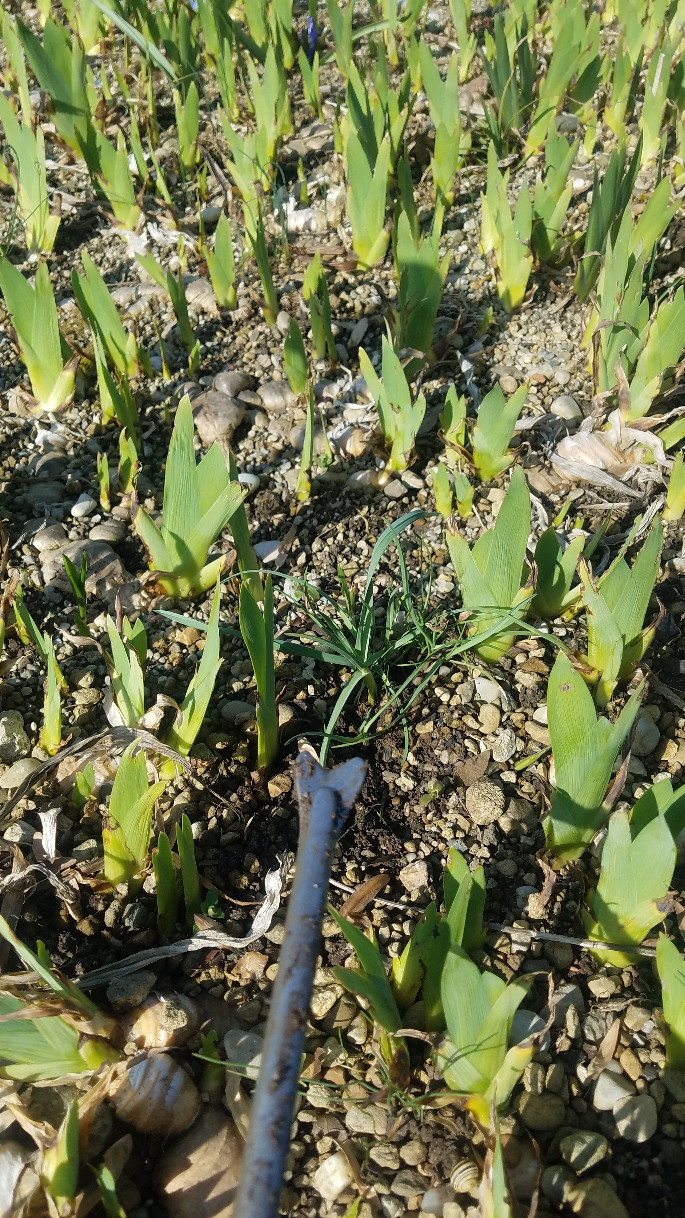 雑草と鬼～早春編～｜Pflanzenjäger