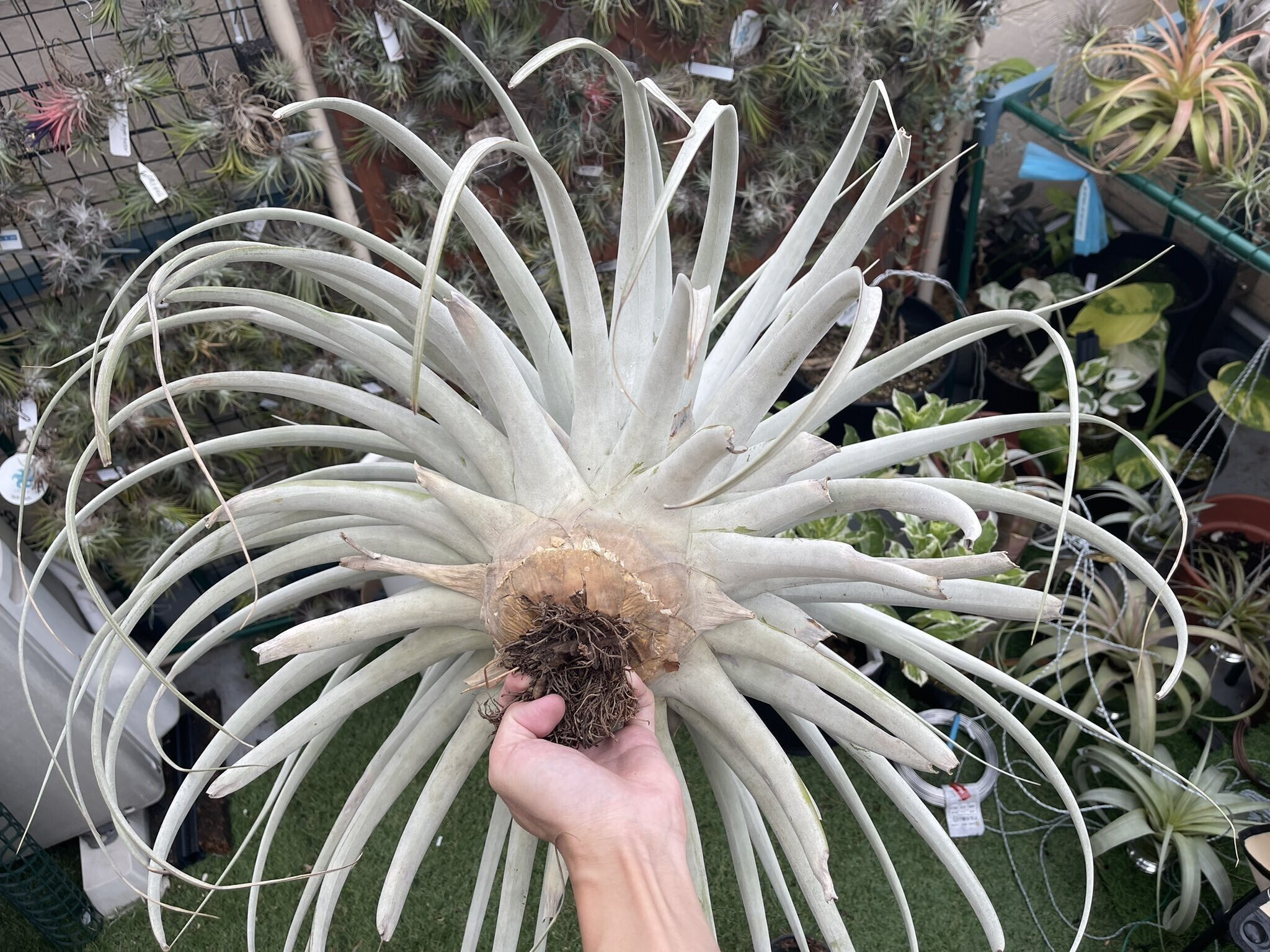 Tillandsia tomaselliiを紹介｜本田み。