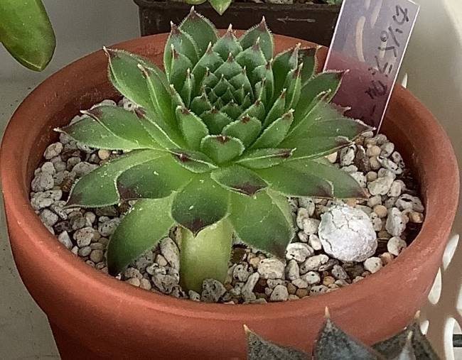 センペルビウム｜ひなよっこ