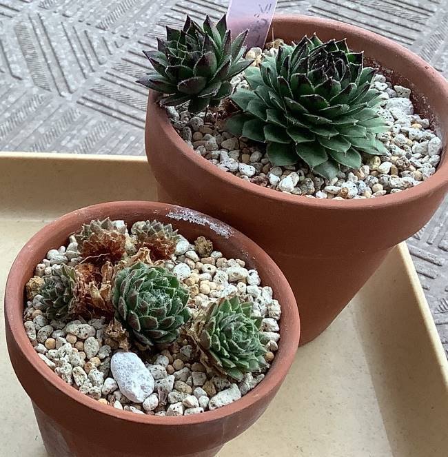 センペルビウム｜ひなよっこ