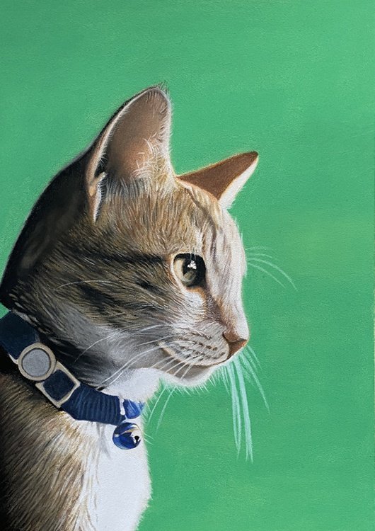 色鉛筆」で猫を描くの？いや○○の方が絶対最適！！ | パステル画の森