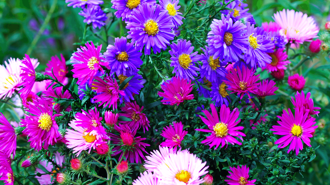 今週の花 「宿根アスター」｜Cat rose 「ガーデニングブログ Cat Rose