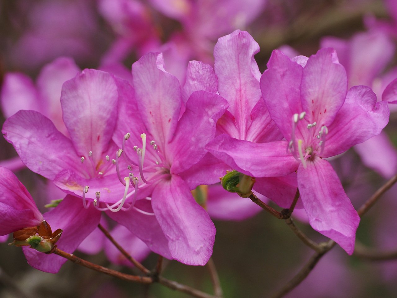 73．日本一のミツバツツジの里づくり｜sasayan