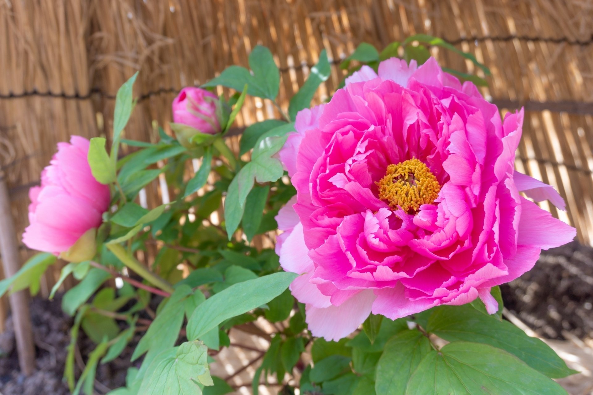 冬の牡丹と寒牡丹｜鈴木咲子/ Sakiko Suzuki