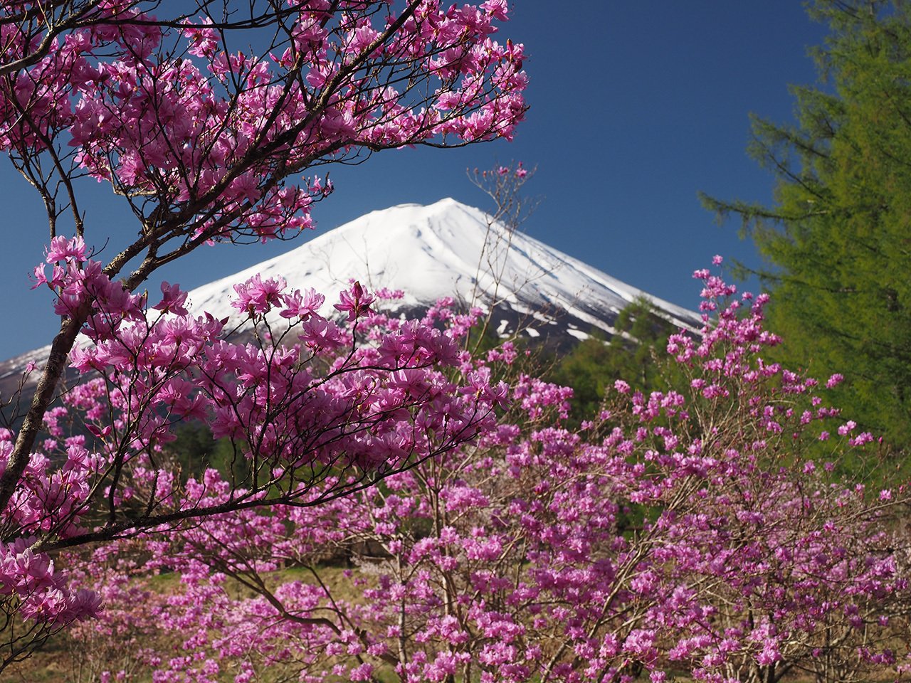 91．ミツバツツジの名所 その2｜sasayan