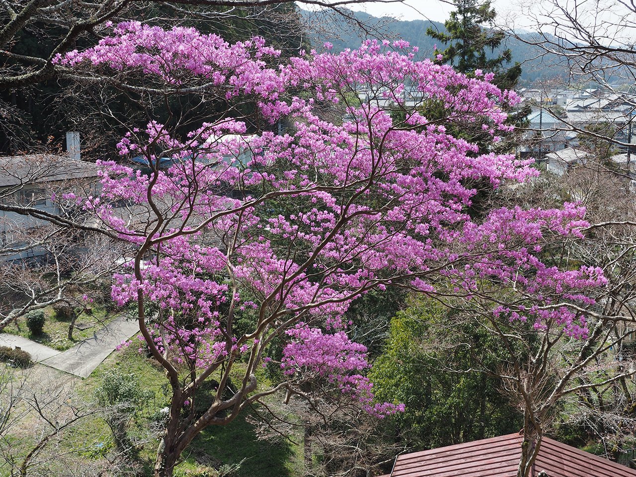 カット1 単幹の大ミツバツツジ｜sasayan