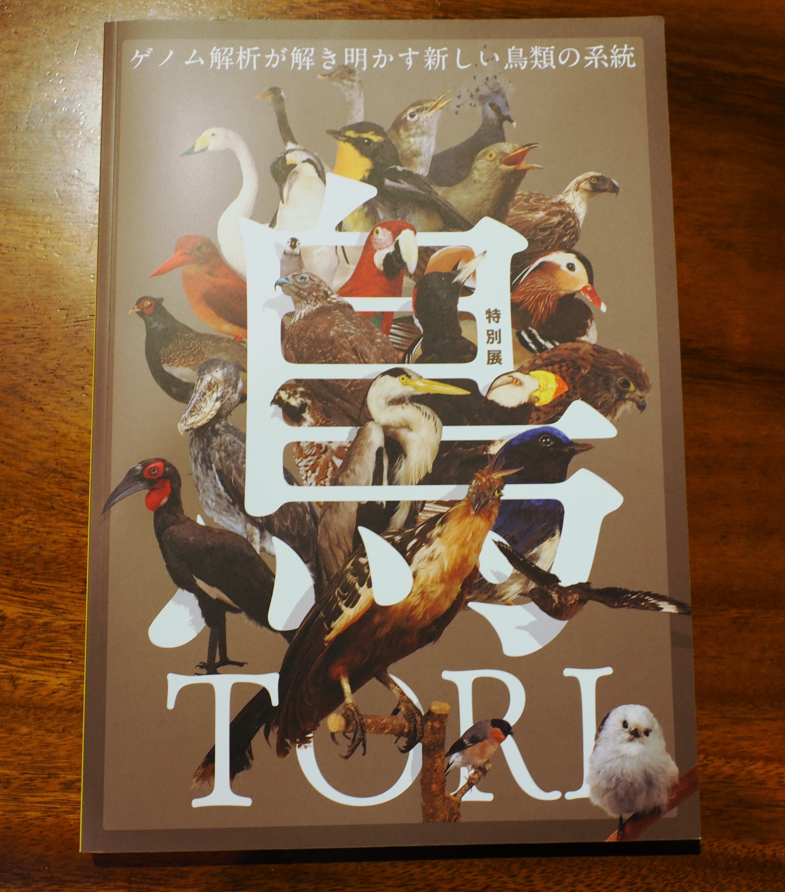 特別展「鳥」へ：生きる彼らはもっと美しい｜もずきち