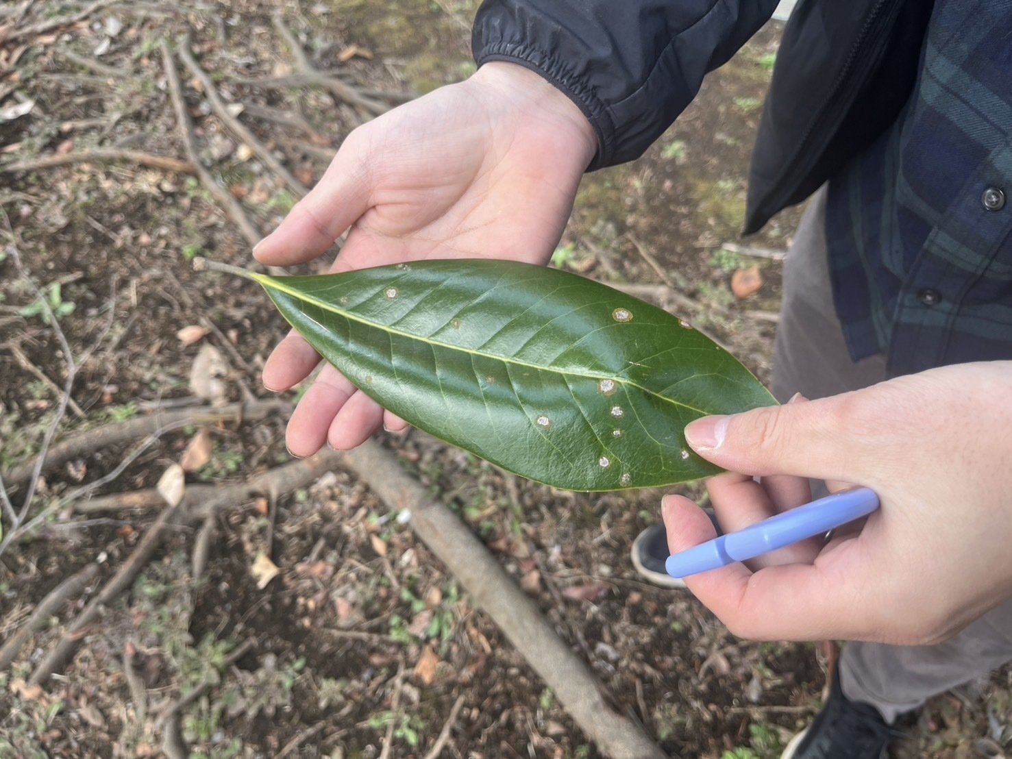葉っぱで飛行機つくってみた｜しらたん