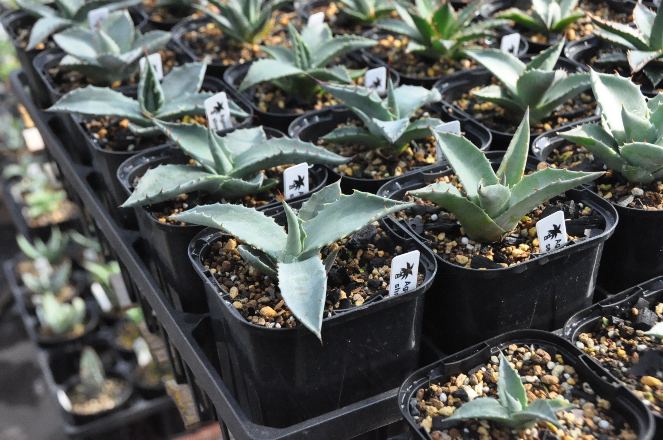 アガベ 詳細案内 5（シュリベイマグナ）｜KKGREEN