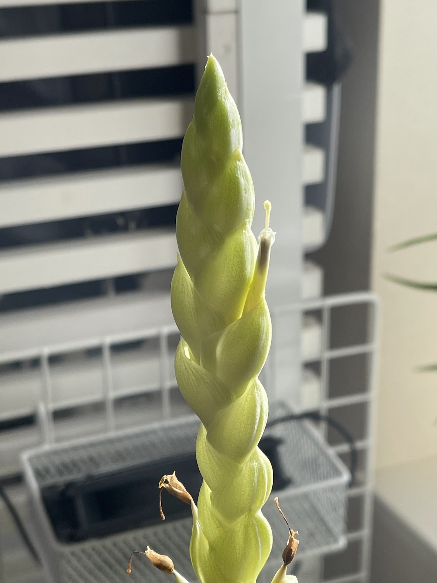 チランジア・サマンサ｜川獺るとら