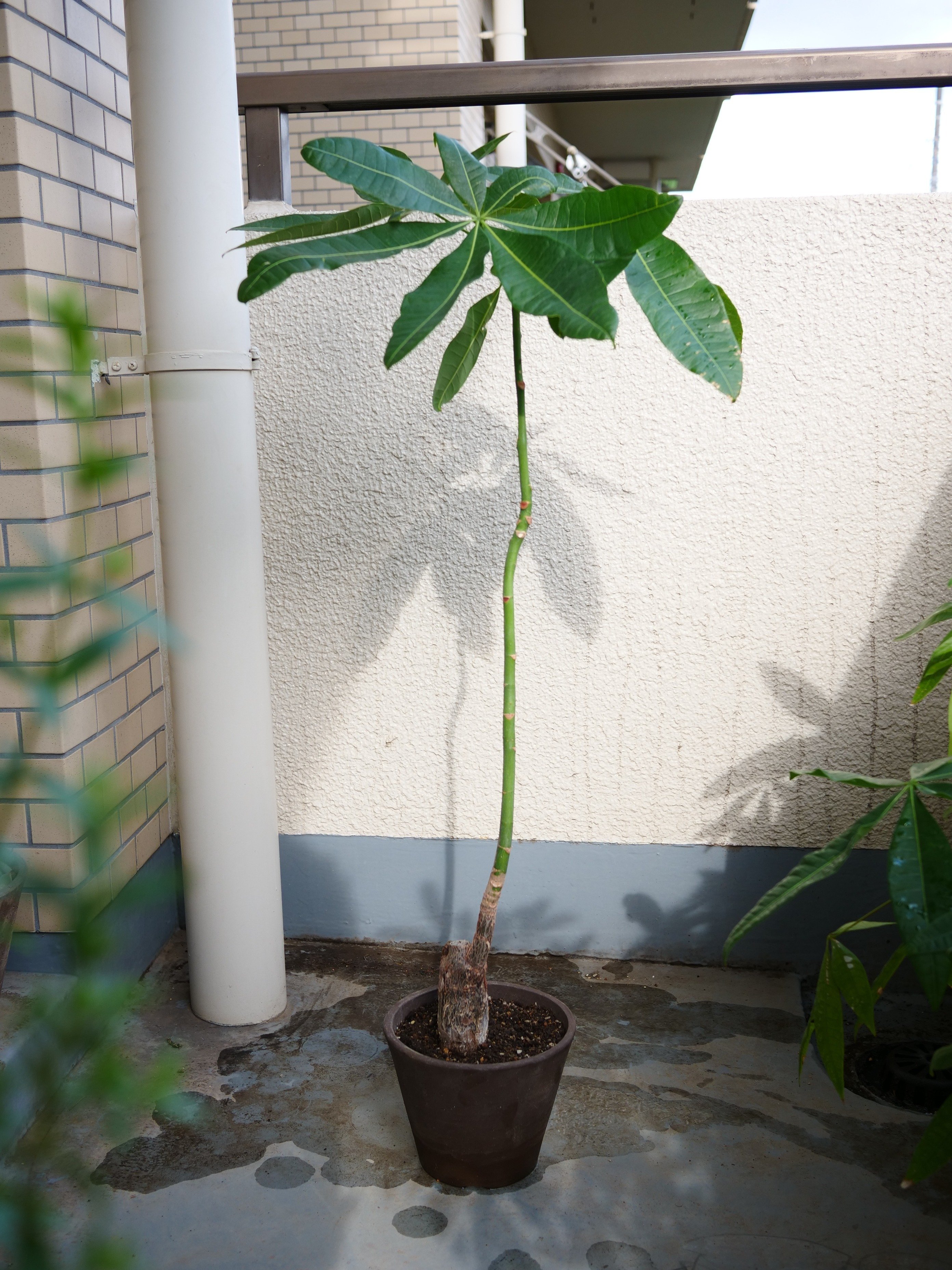 パッとしないパキラの正体がわかった｜note ワタナベ