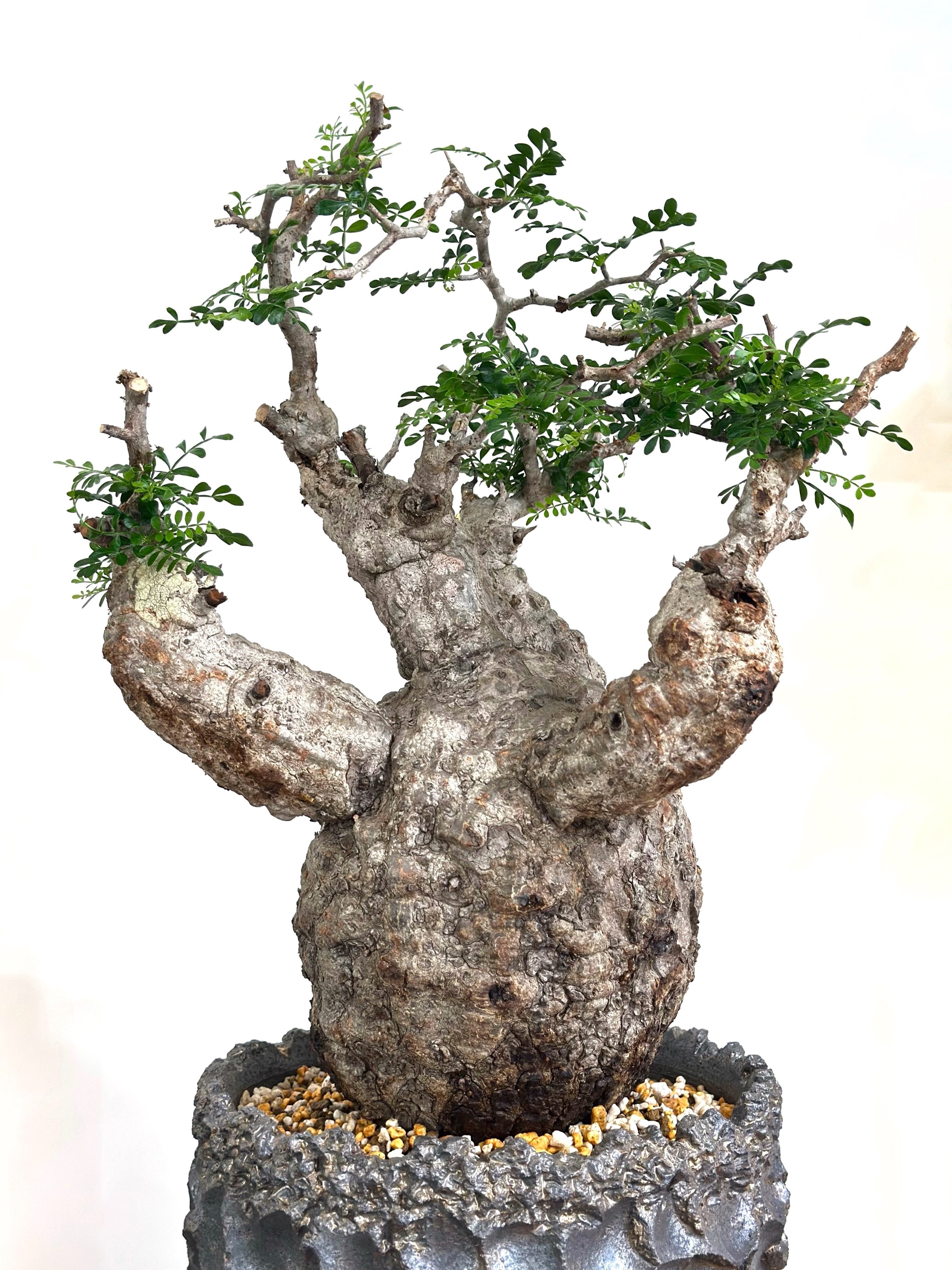 オペルクリカリア・パキプスの発根｜暇人