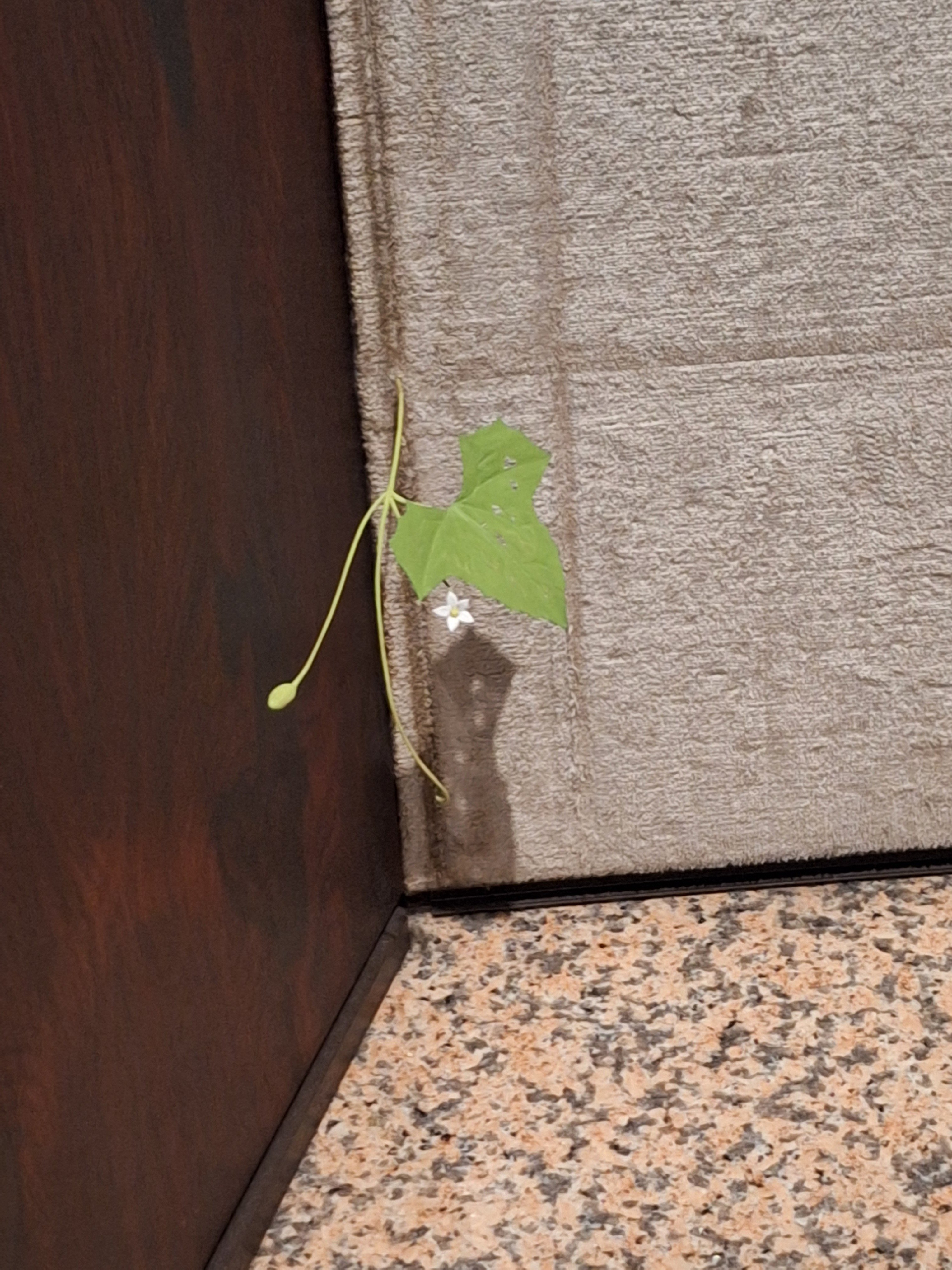 美術館に雑草が生えてる!？🌿】「須田悦弘」渋谷区立松涛美術館