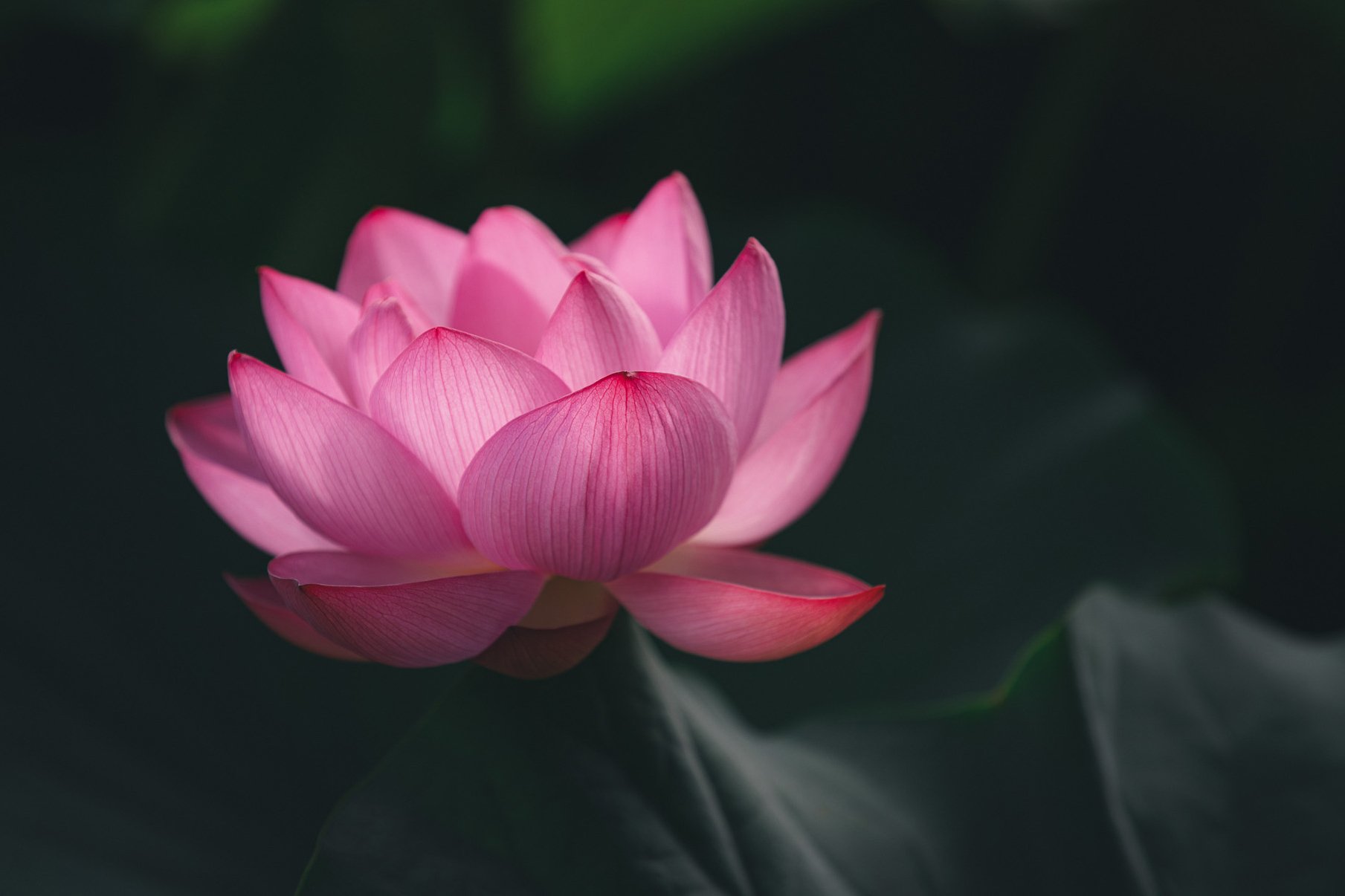 蓮の花の咲く音を聴く。｜満開の不忍池｜sabor｜無職になったら