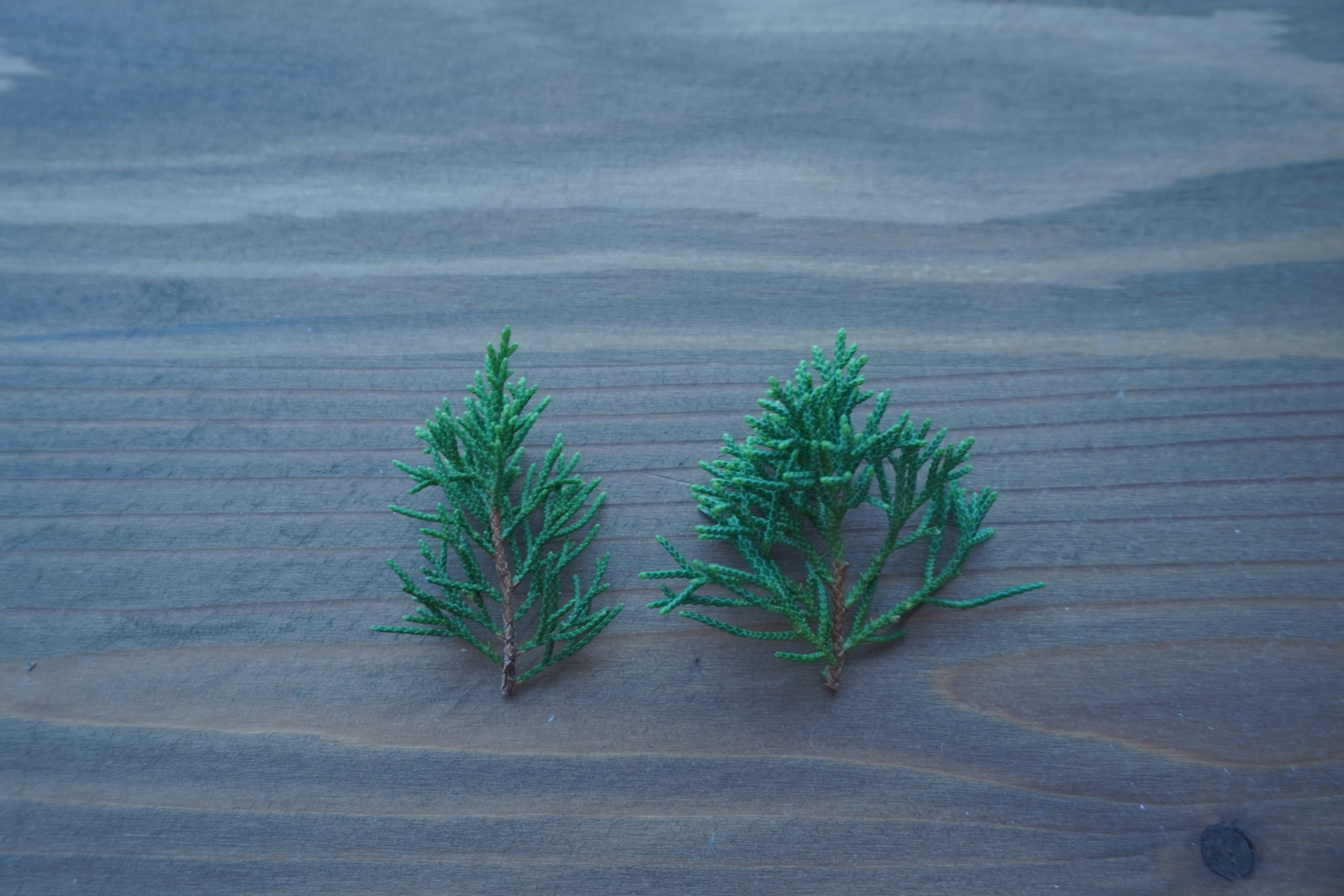 深淵なる真柏の世界】同じ産地でも葉性が違う？知られざる盆栽の奥深さ