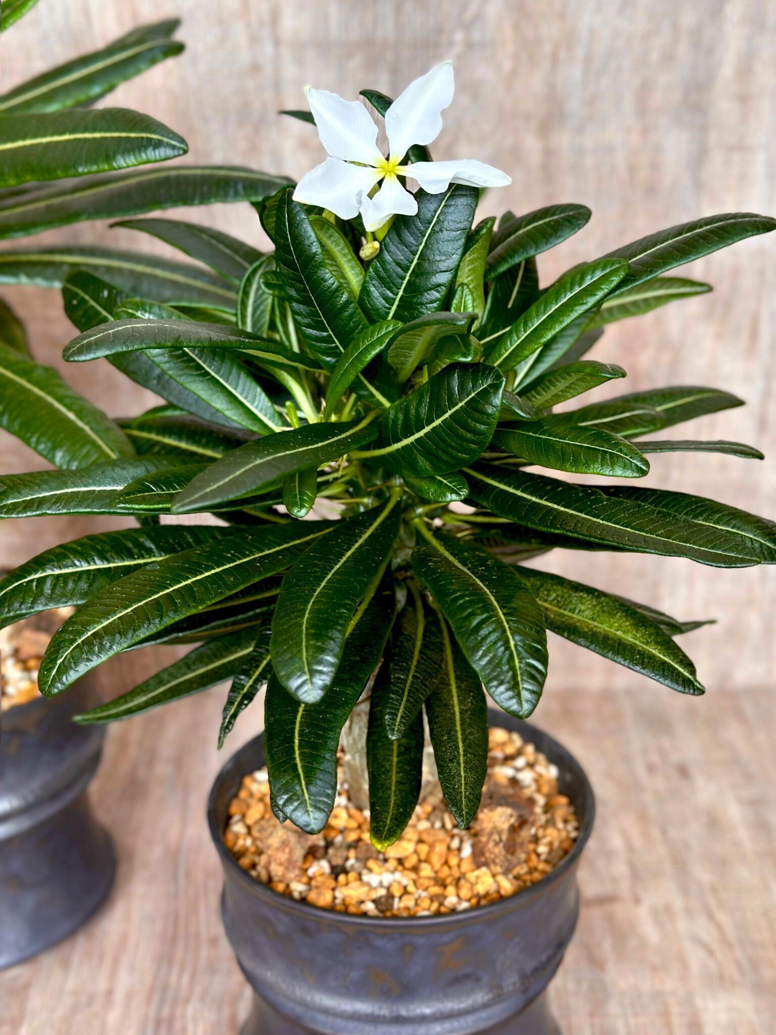 パキポディウム・アンボンゲンセの開花｜暇人