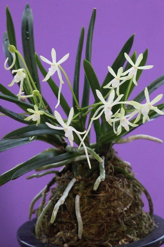 富貴蘭「高野緑花」の花｜KJ Morison