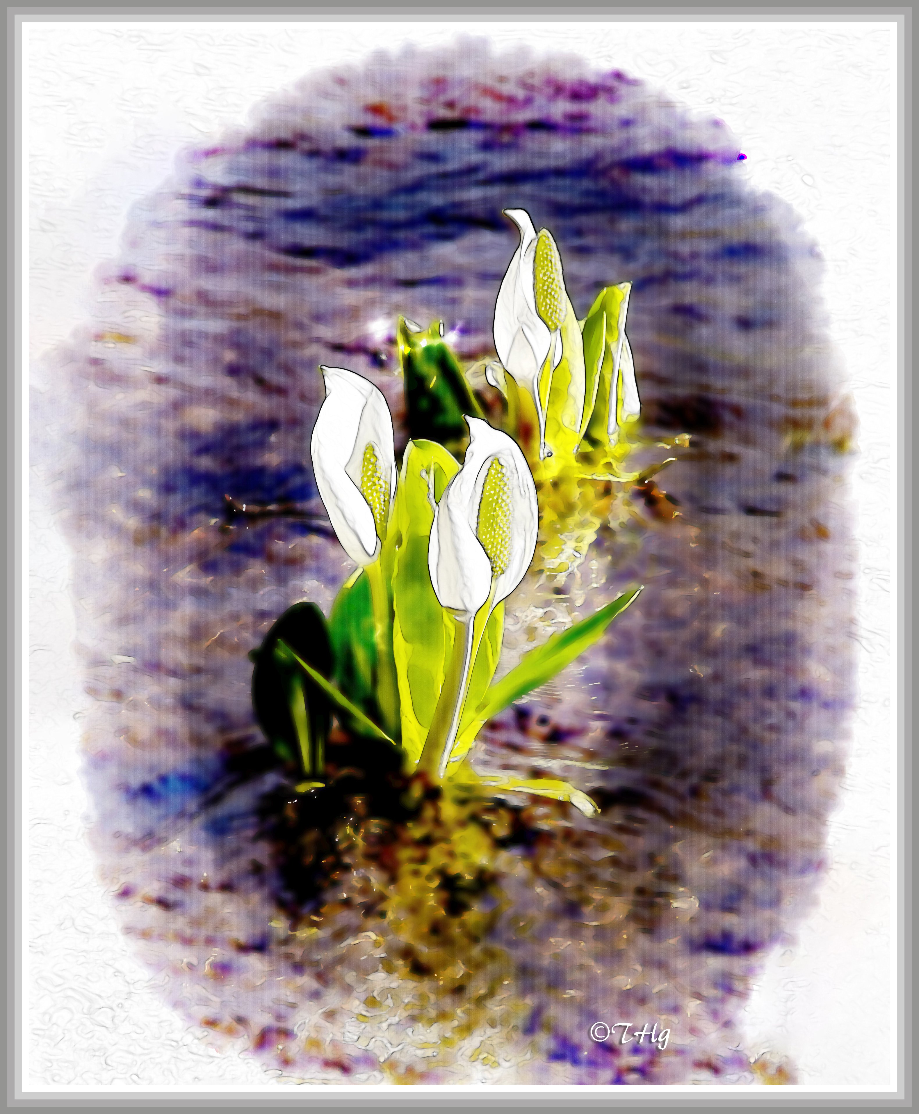 水芭蕉（山野草・水彩画風）｜taka