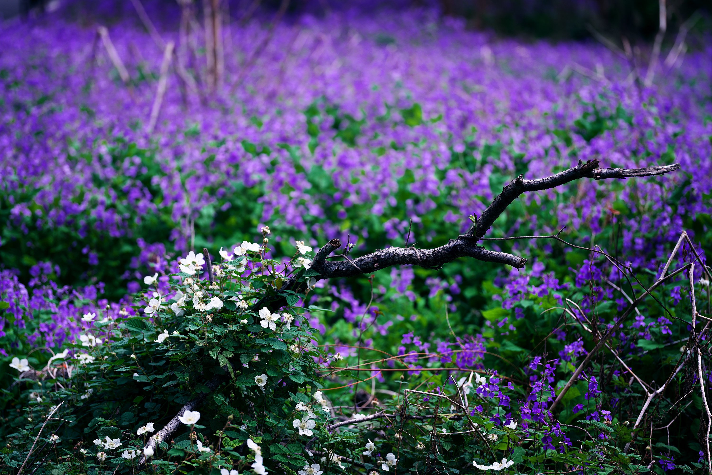 森に咲く春の花 その1。｜ちいさな島