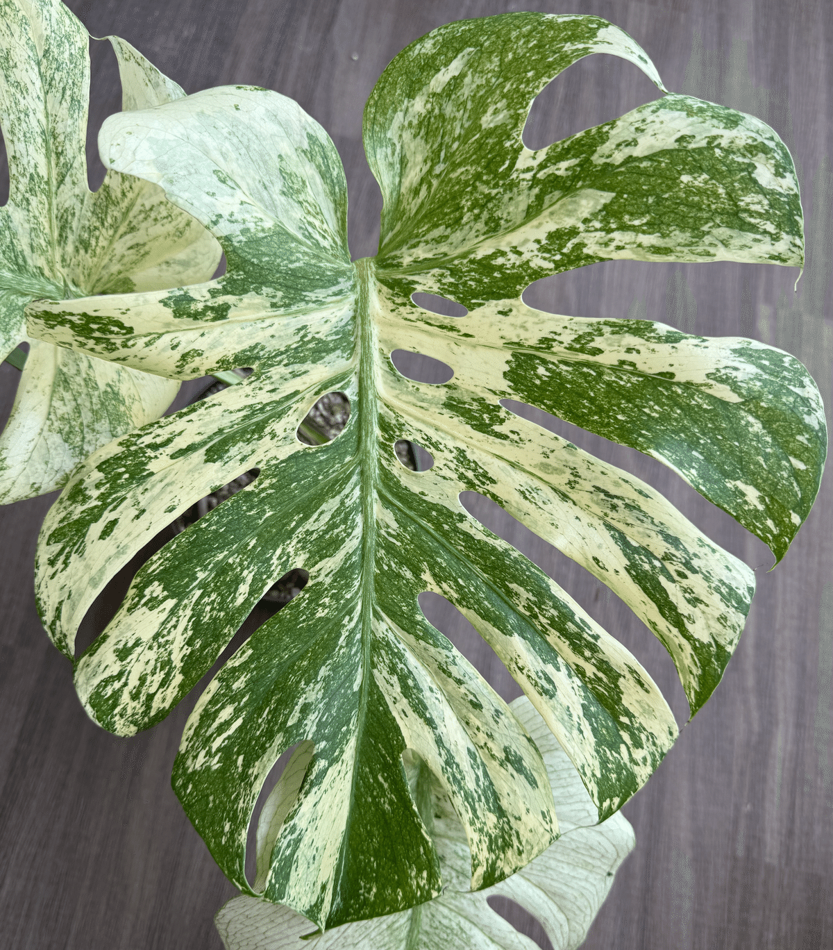 徹底リサーチ】モンステラ・デリシオーサ・ホワイトモンスター｜天津