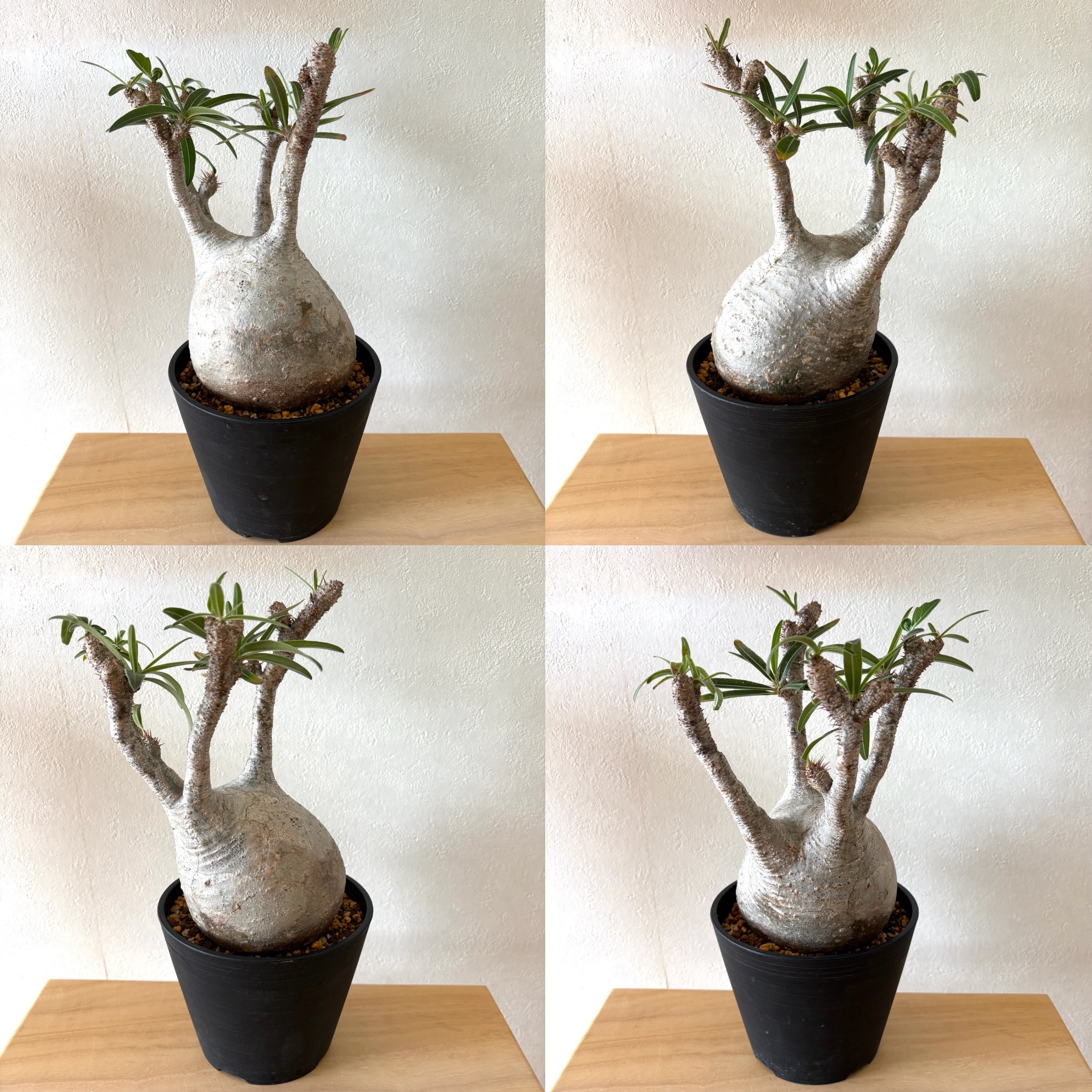 夢にまでみたまあるいグラキリスがやってきた｜ドラゴン・スー