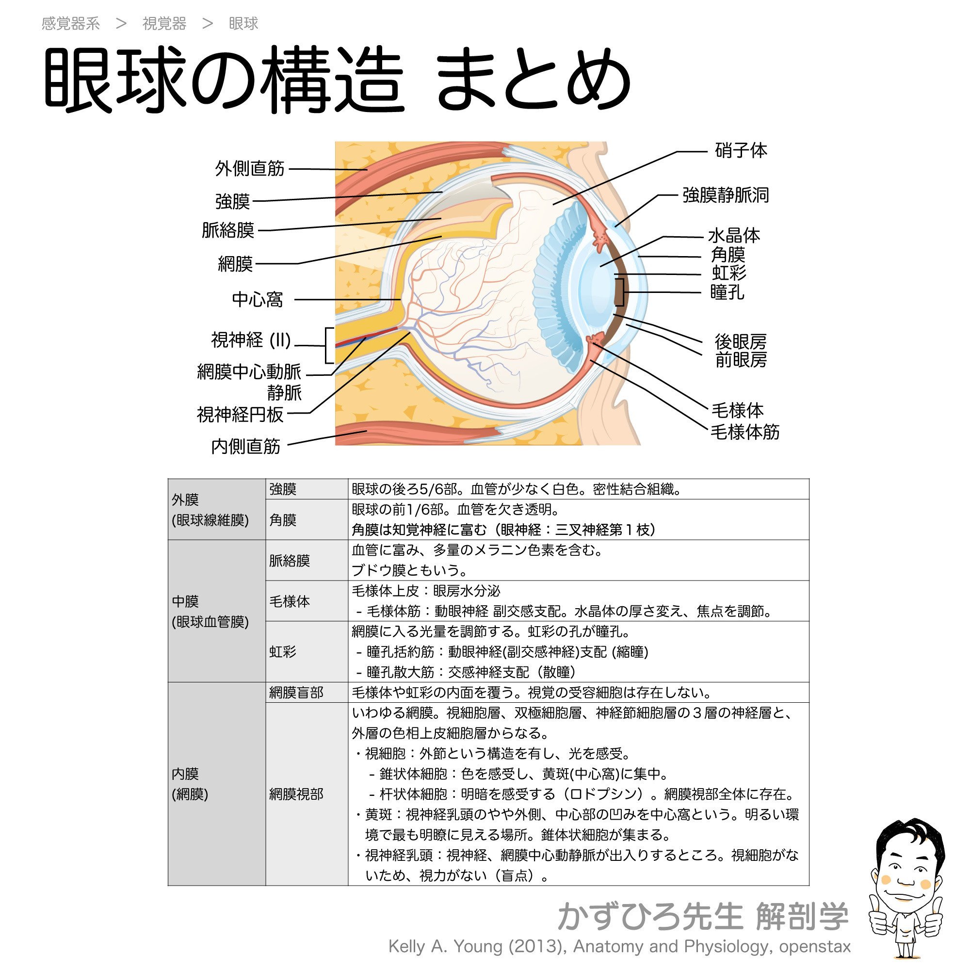 耳勉☆解剖学 眼球の構造｜かずひろ先生（黒澤一弘｜解剖×教育×AI）