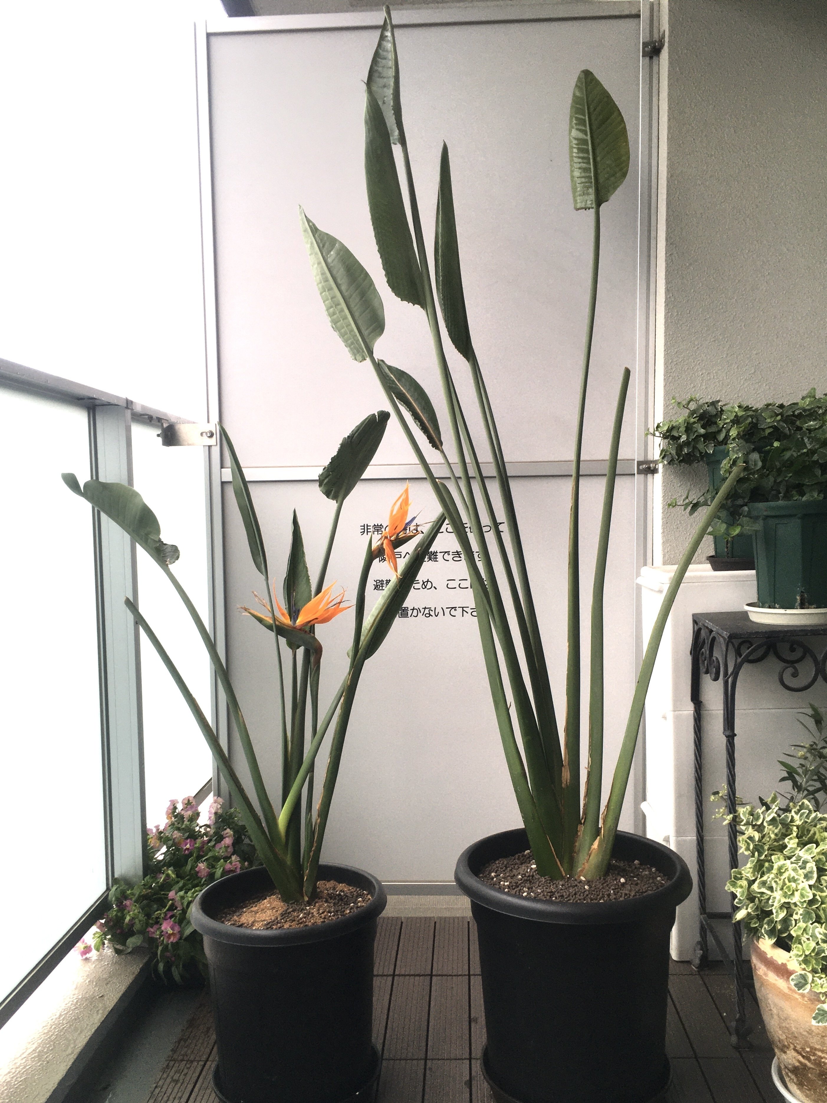 ストレリチア レギネ 〜 極楽鳥花 8｜Strelitzia