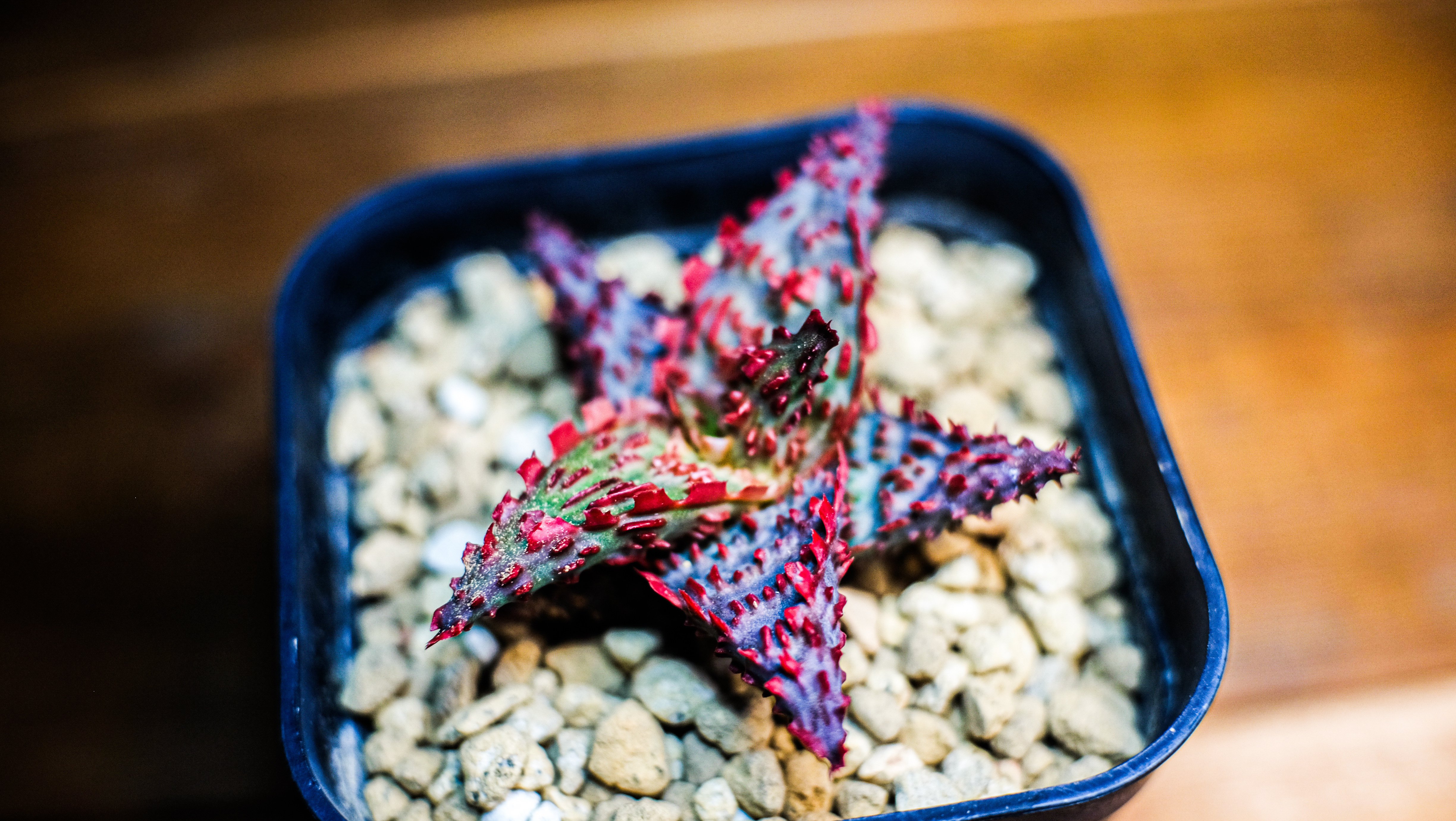 一日一鉢:アロエハイブリッド(テンプラ×グロリアスドラゴン)【2026年2