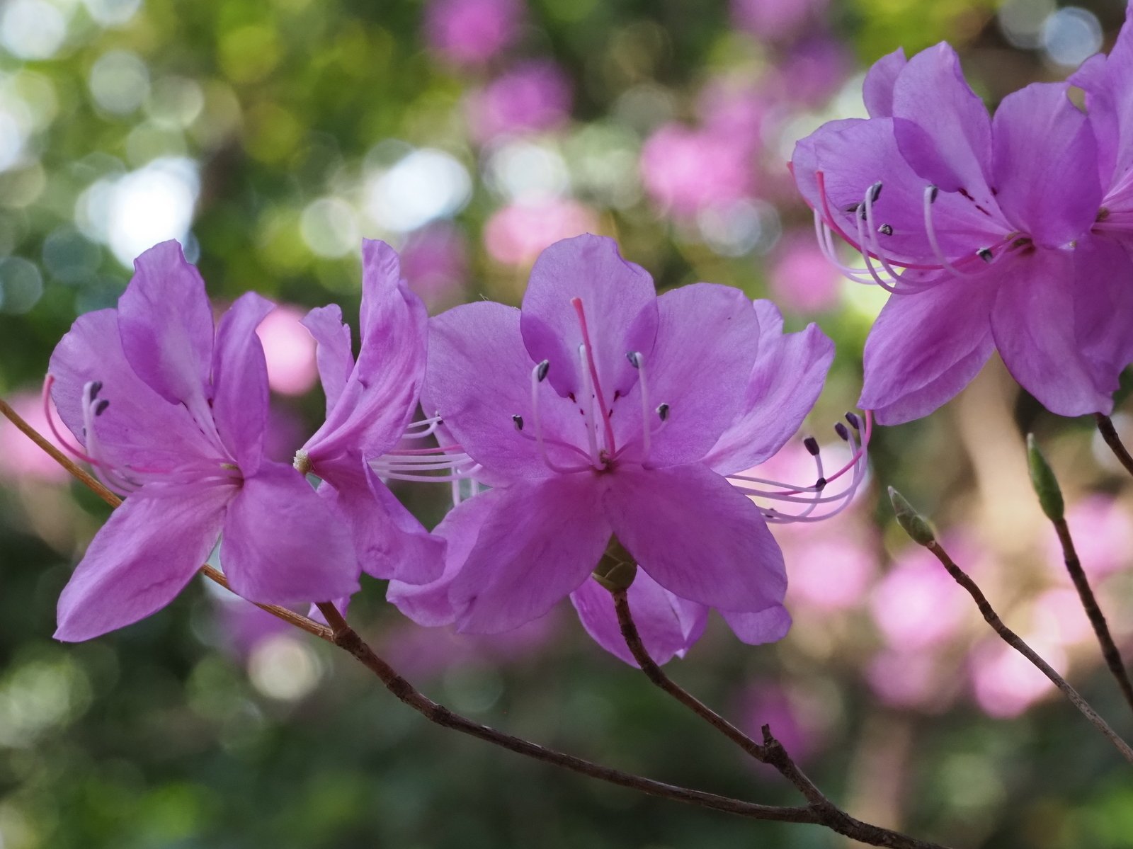 249．金華山のミツバツツジ｜sasayan