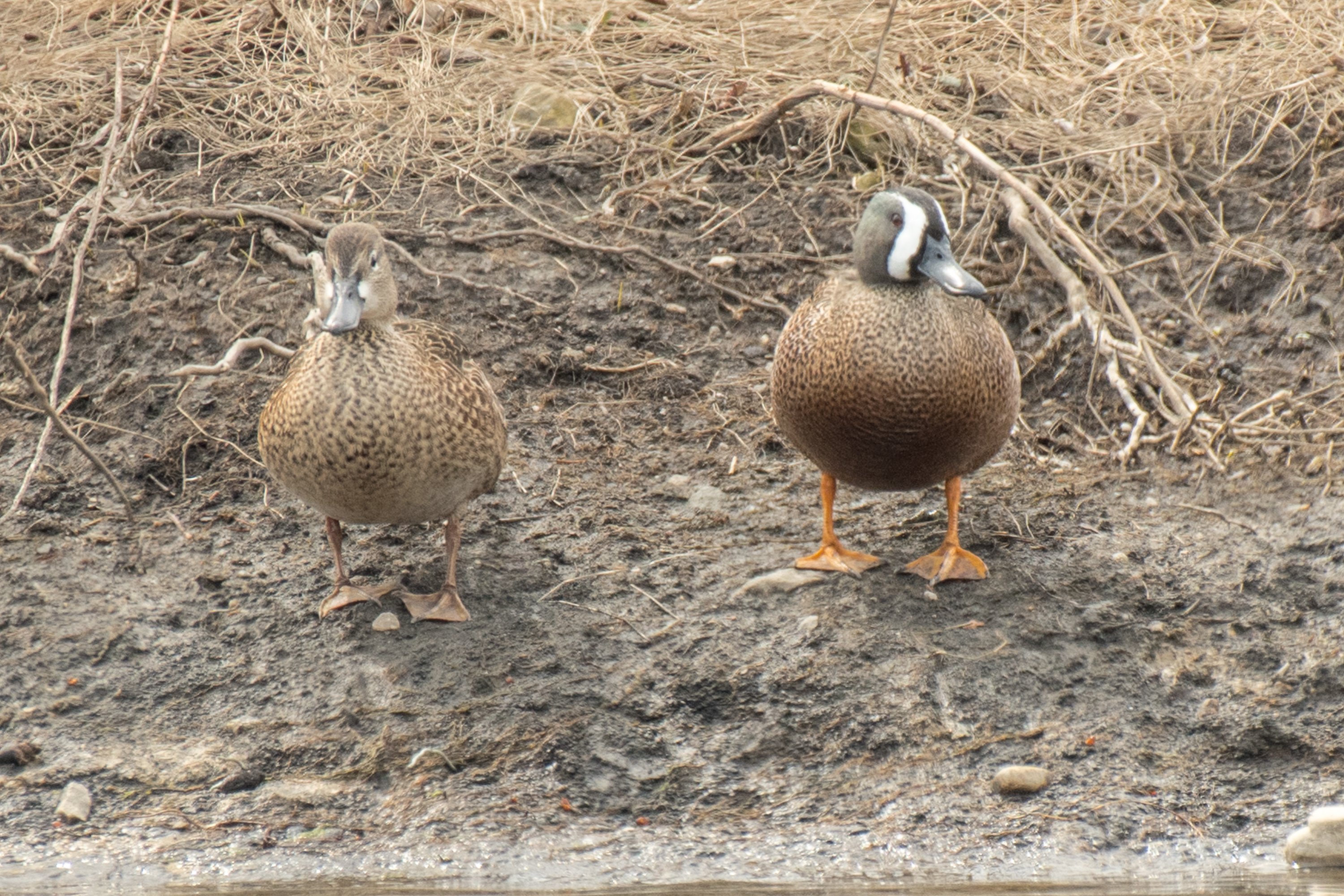 シカゴでバードウォッチング！】 Blue-winged Teal ミカヅキシマアジ