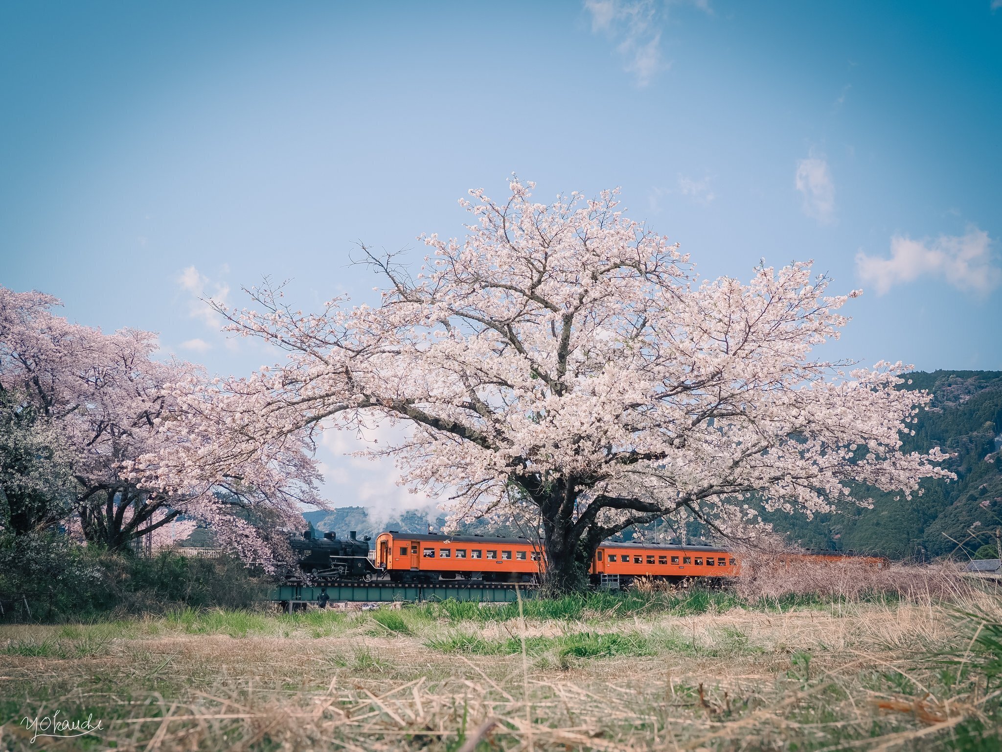 大井川鉄道のオレンジ客車を撮るのは楽しい｜YujiOkauchi