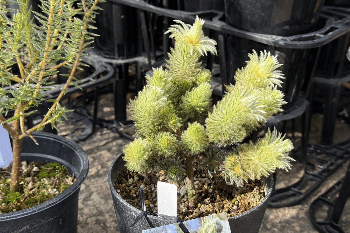 フィリカ・プベッセンス ”ハイドラ”と”ワフトフェザー”の違いとは？｜G⁺