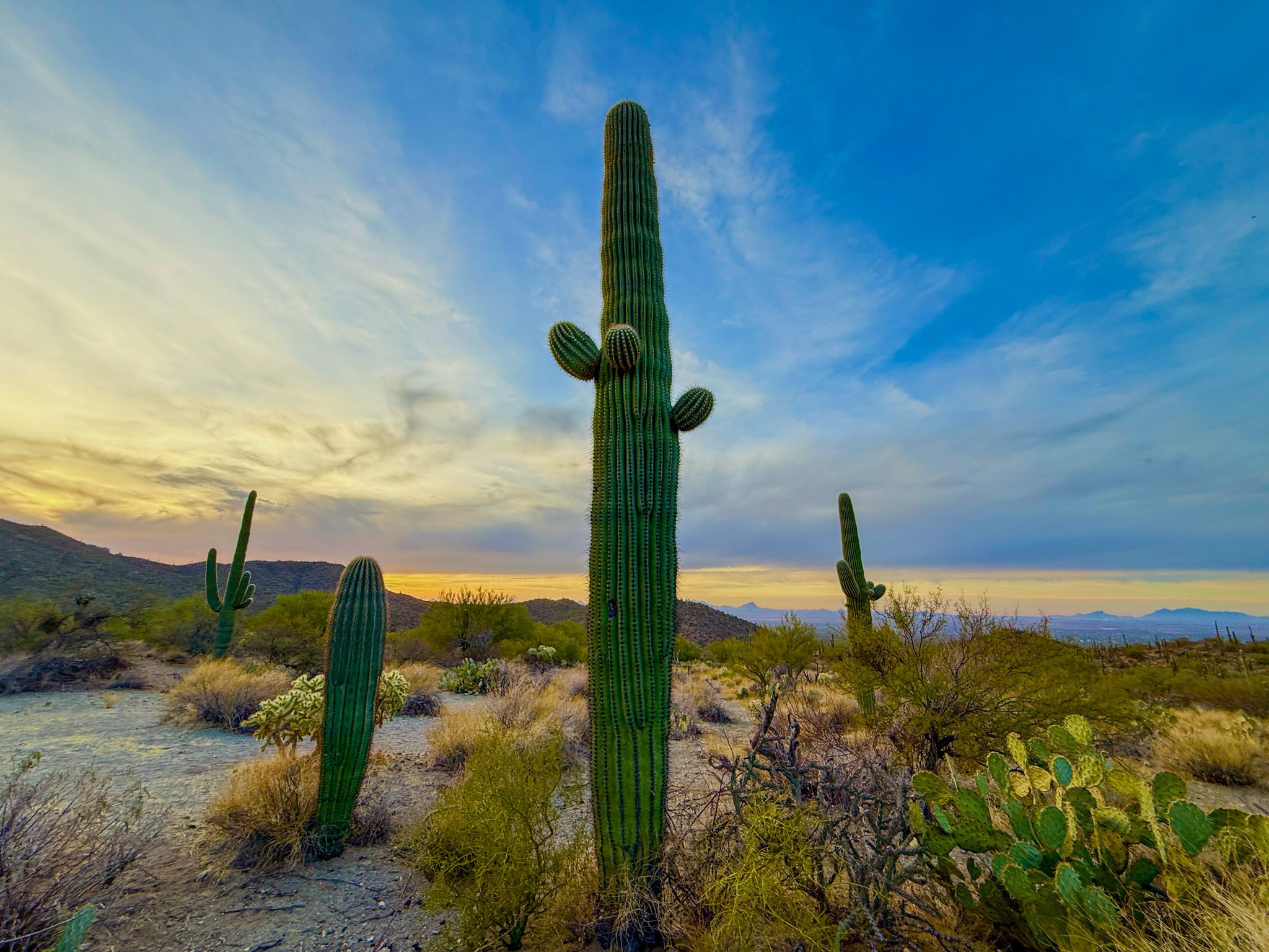 アメリカ旅行記🇺🇸】サワロ編 数百万本のサボテンで埋め尽くされた