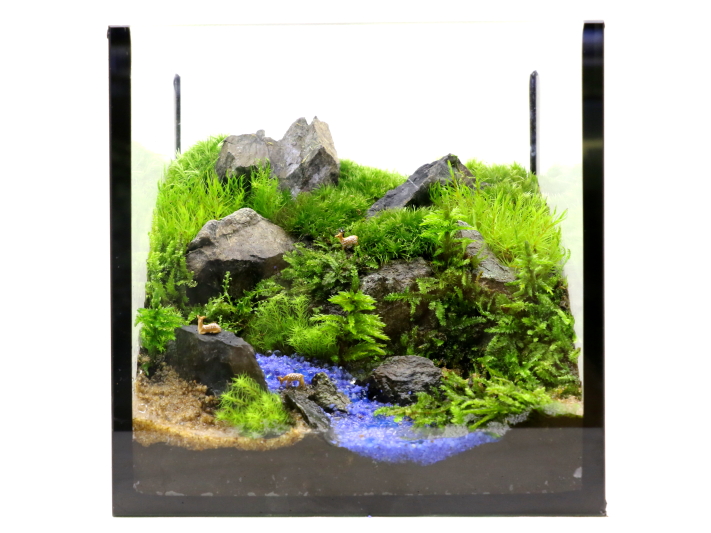 キューブ水槽で作る苔テラリウム | なおたろファームのブログ