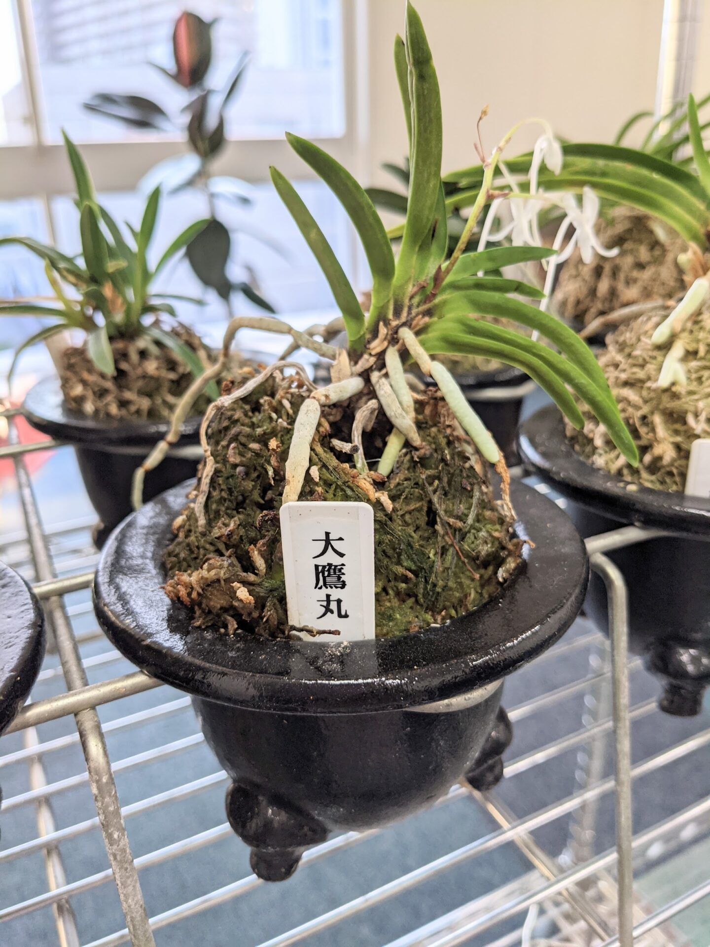 富貴蘭が咲きました | AQUA Originality