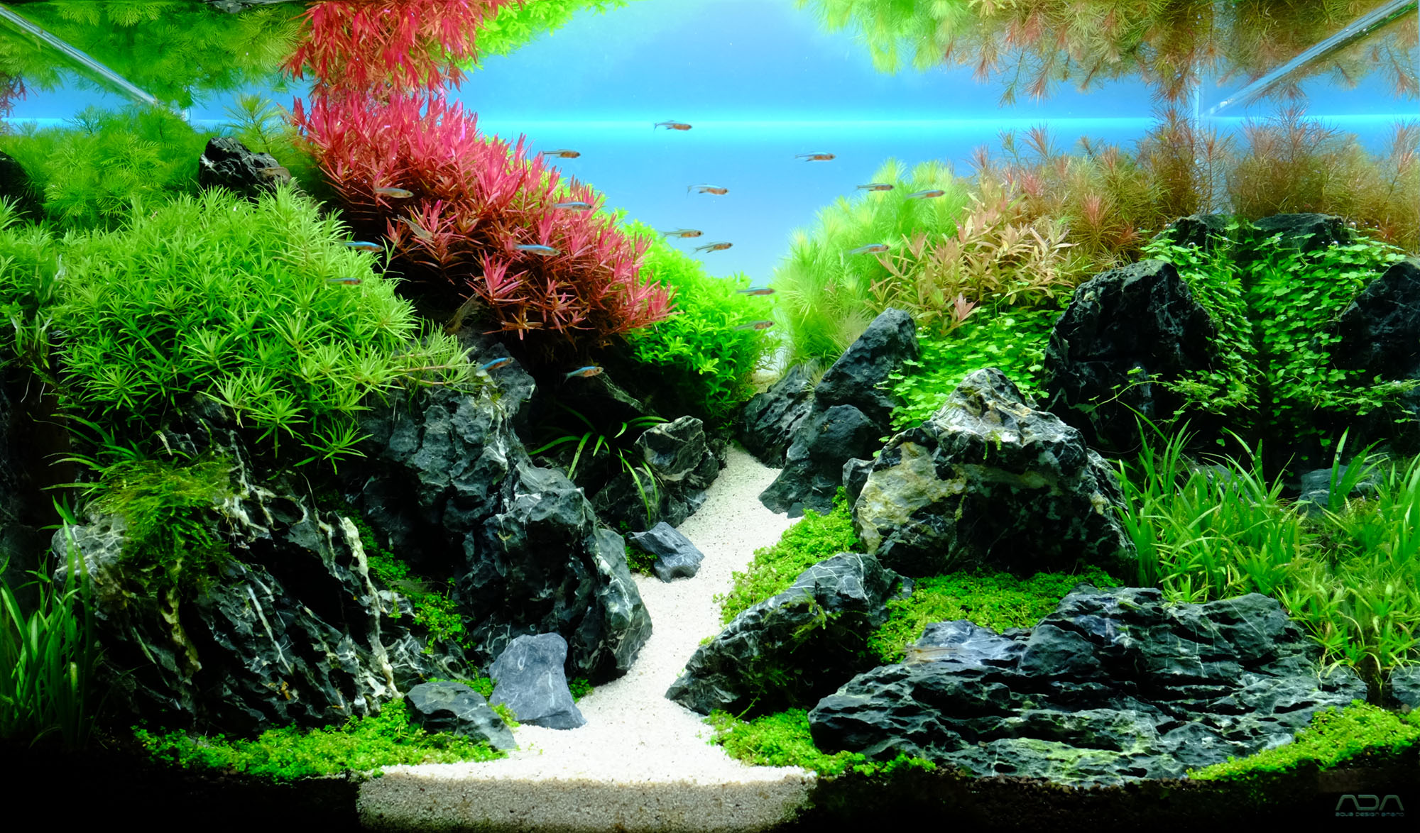 ネイチャーアクアリウム作品例｜60cm 「旺夏」