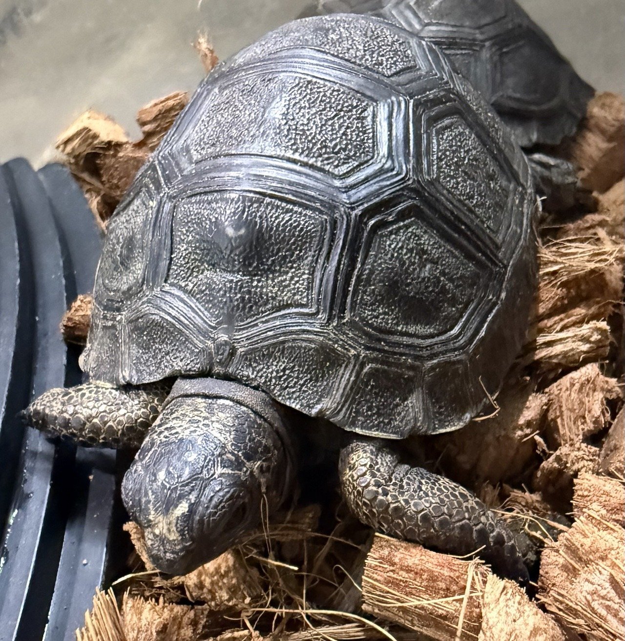 アルダラブラゾウガメ セーシェル どベビー！！ - アクアショップMQ