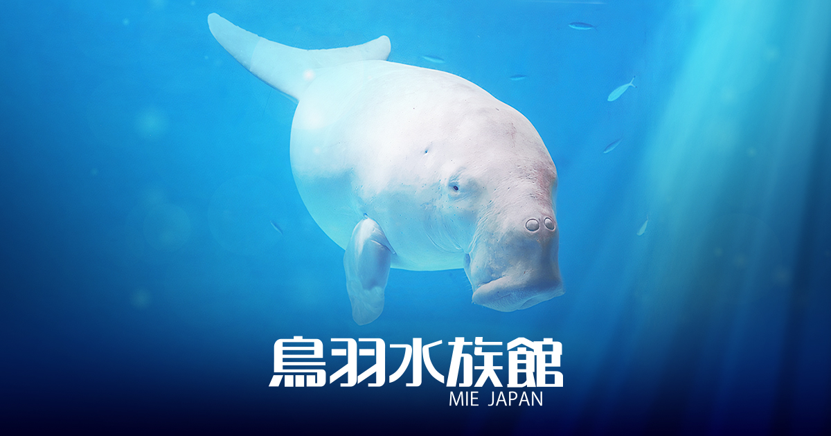 TOBA AQUARIUMコレクションカード オンライン販売のお知らせ | 鳥羽