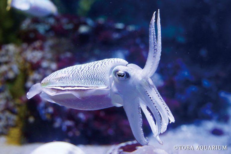 イカvsタコ頂上決戦」 | 鳥羽水族館 公式サイト